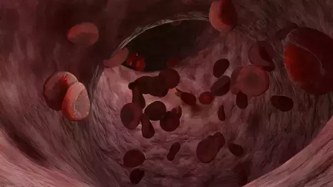 Animated Blood Cells in a Vein