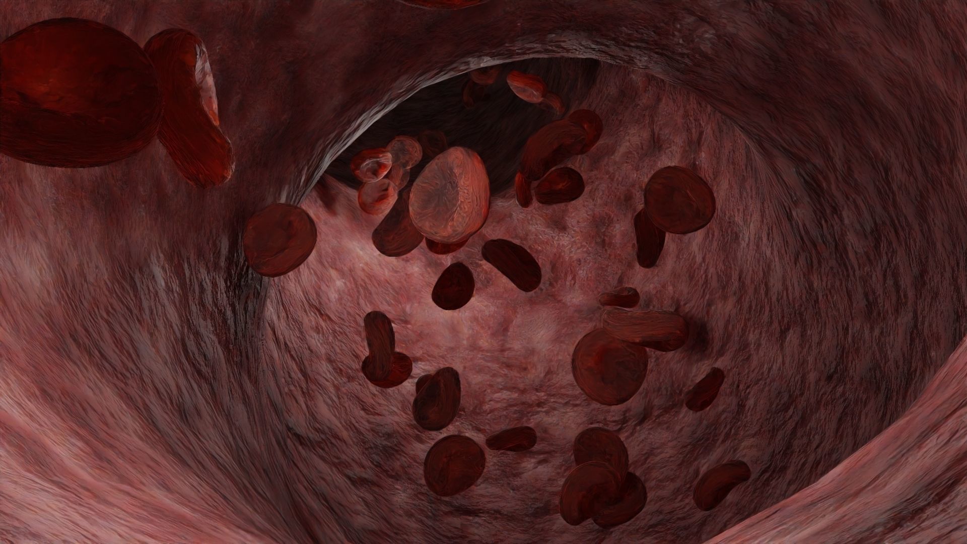 Animated Blood Cells in a Vein Free 3D model_4