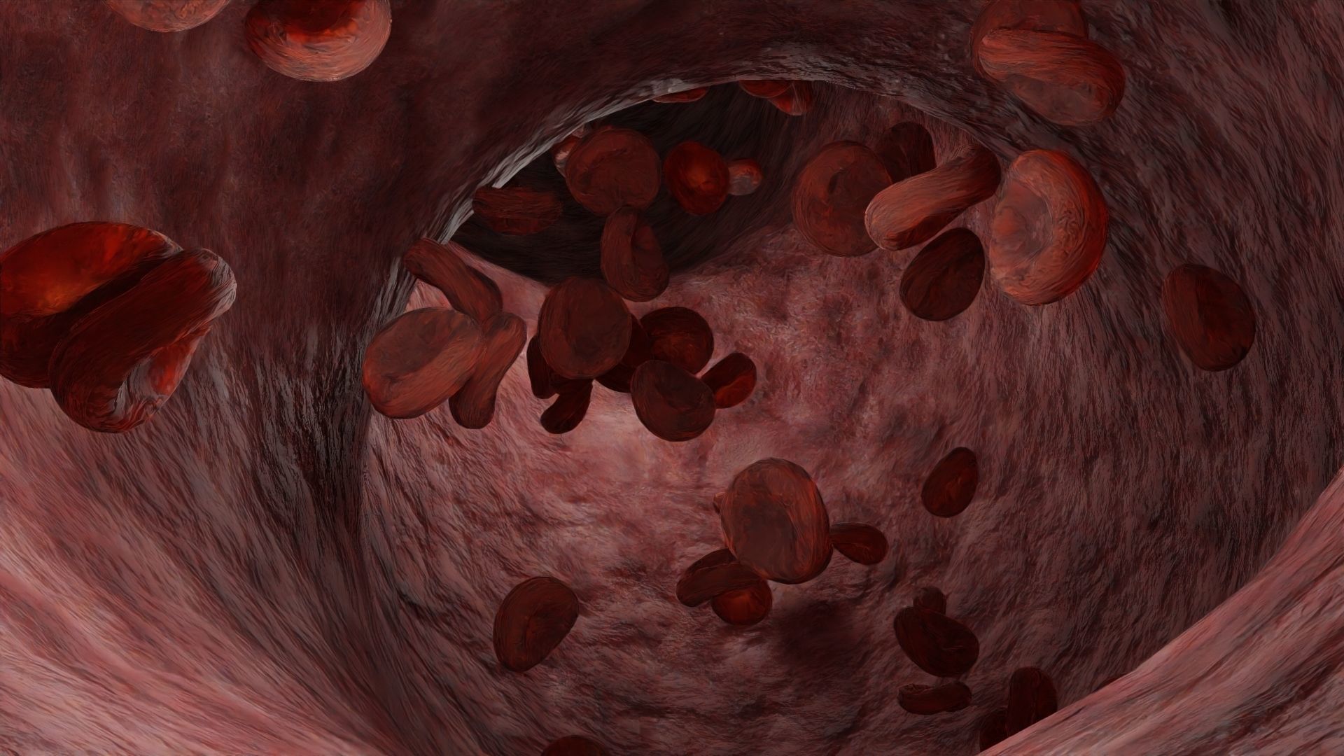 Animated Blood Cells in a Vein Free 3D model_2