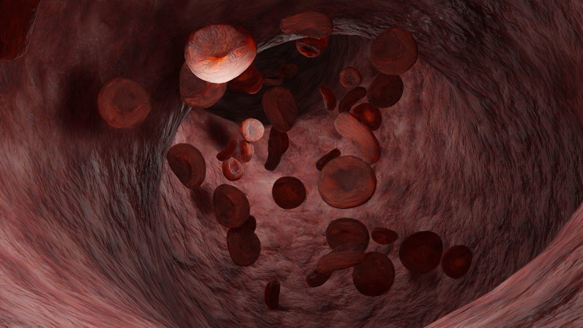 Animated Blood Cells in a Vein Free 3D model_5