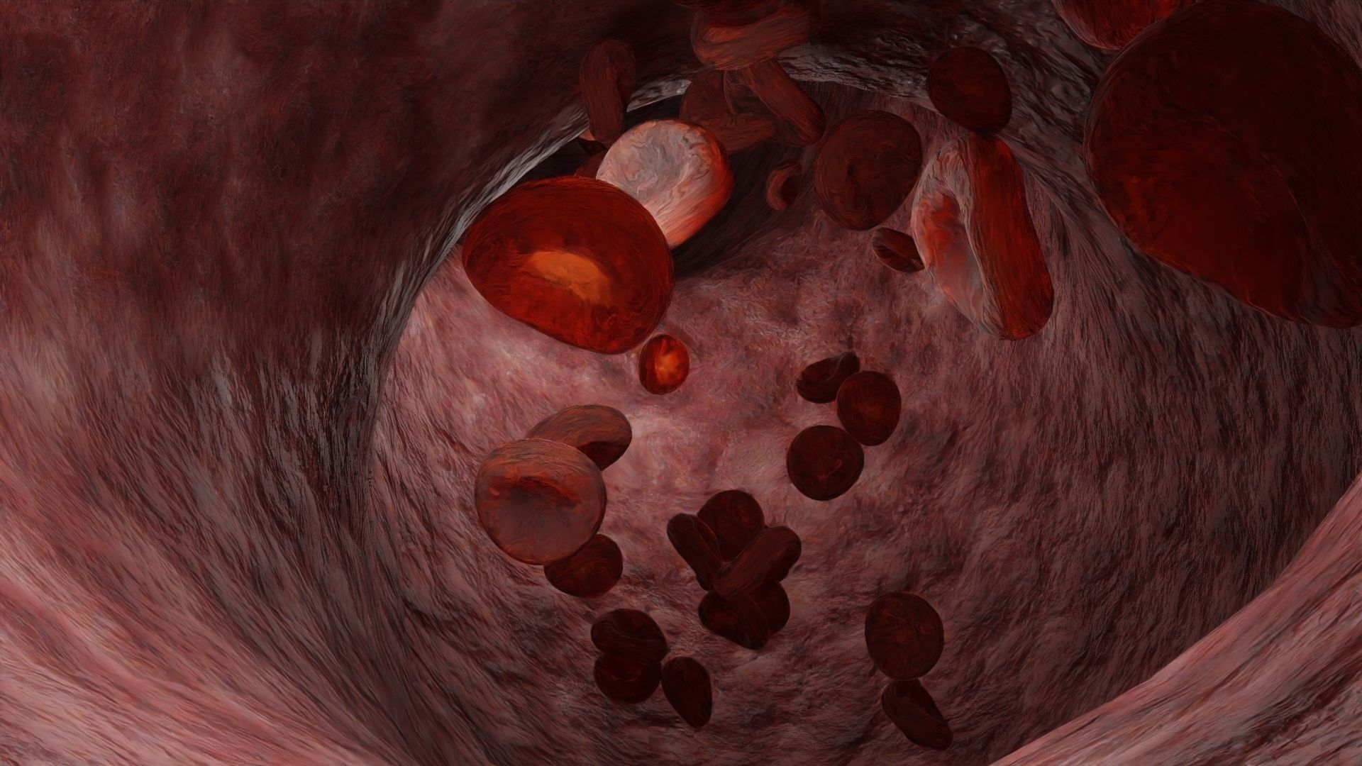 Animated Blood Cells in a Vein Free 3D model_3