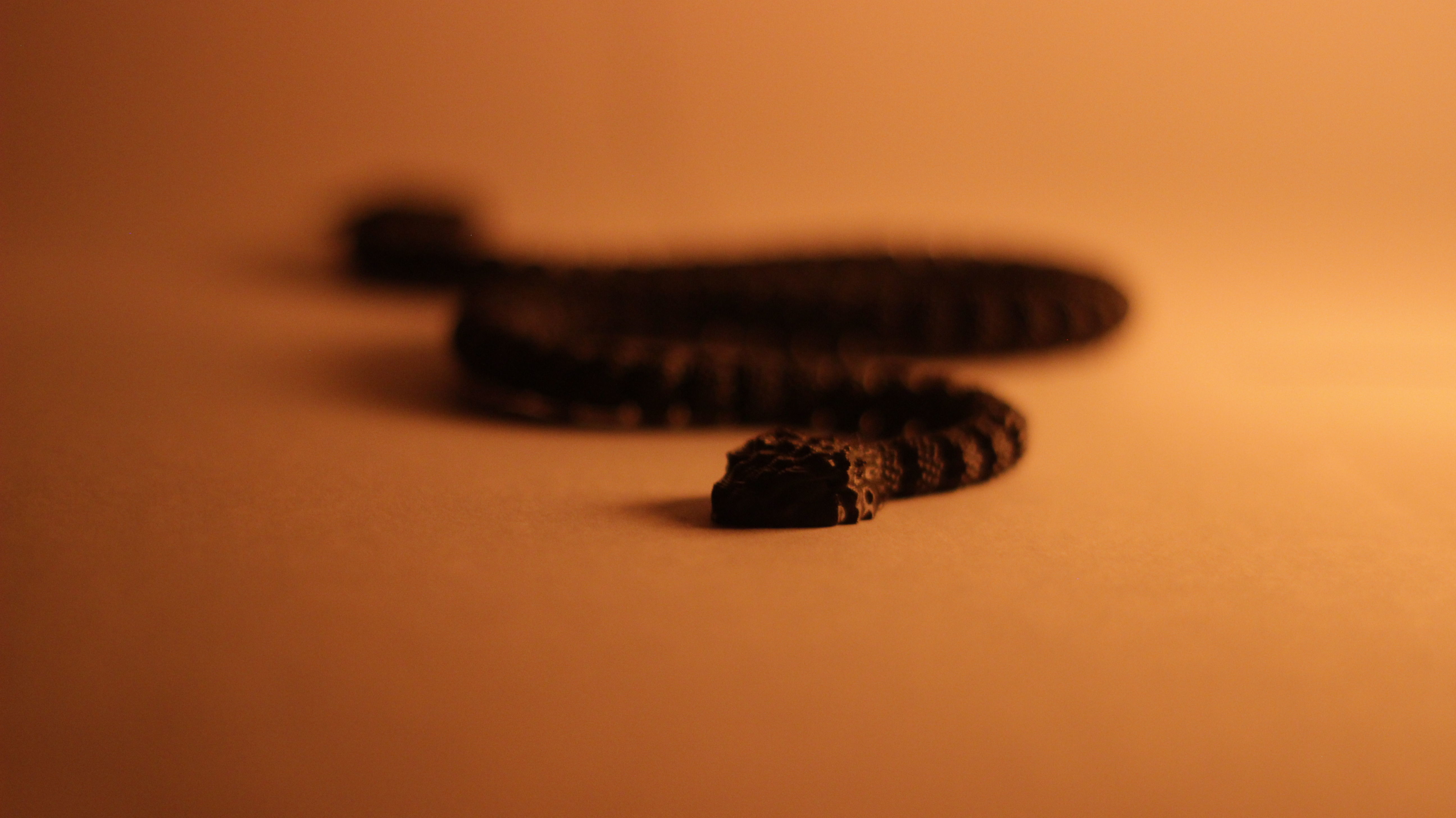 Articulated Rattlesnake 3D print model_2