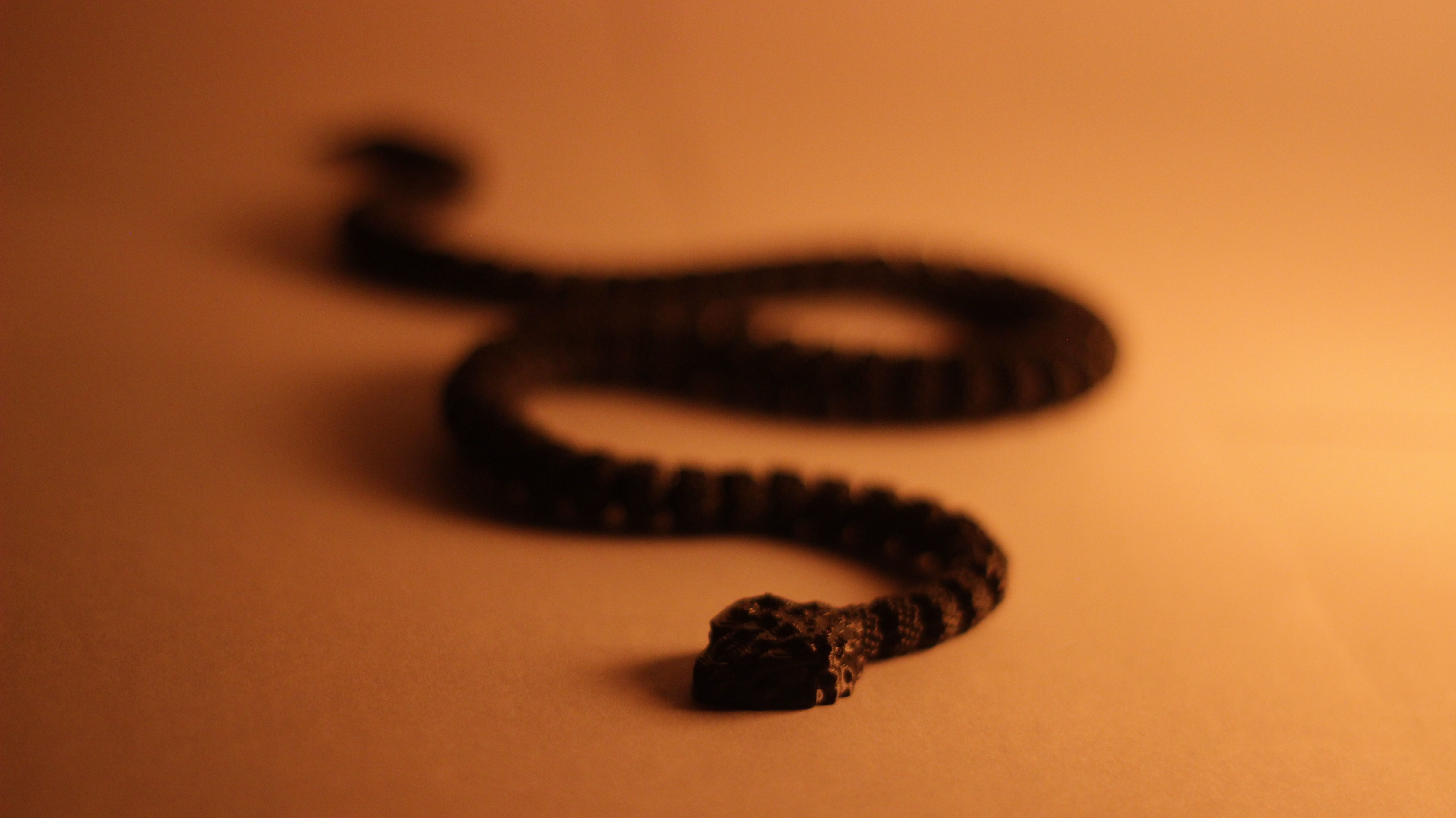 Articulated Rattlesnake 3D print model_3