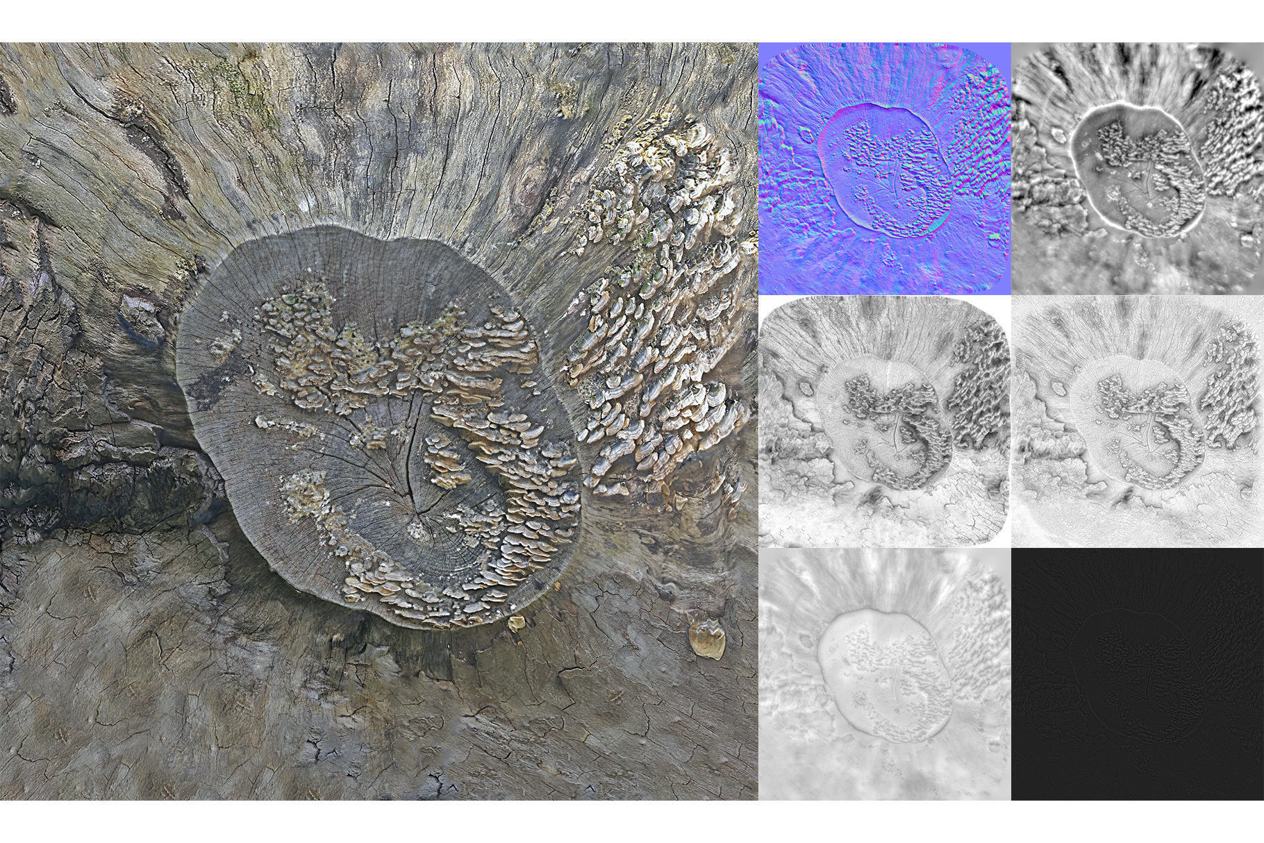 Photorealistic Tree Stumps with LODs Low-poly 3D model_25