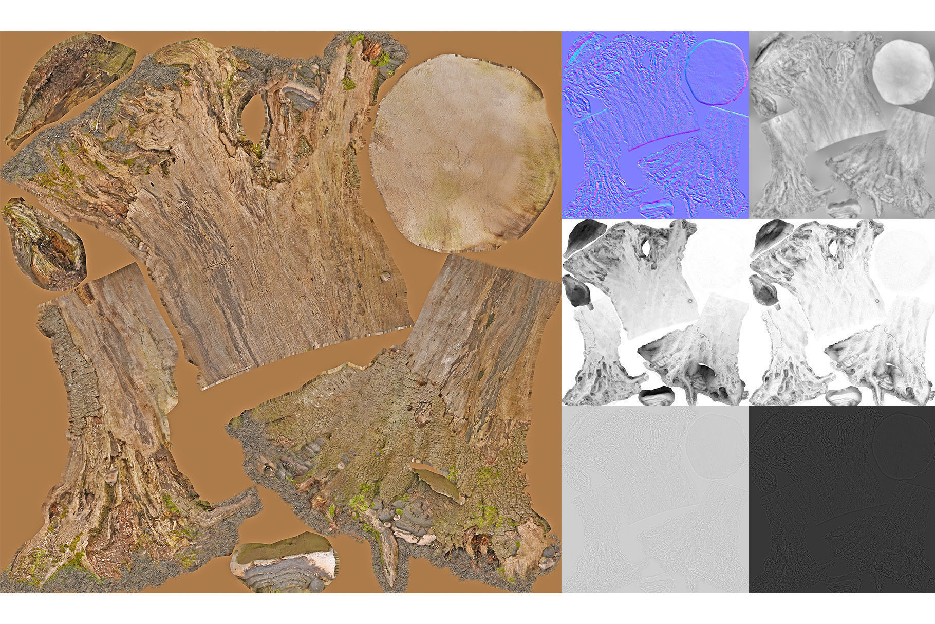 Photorealistic Tree Stumps with LODs Low-poly 3D model_22