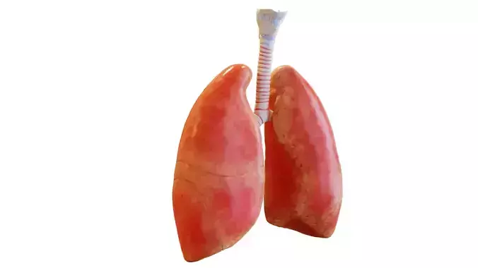 Lungs Low-poly 3D model