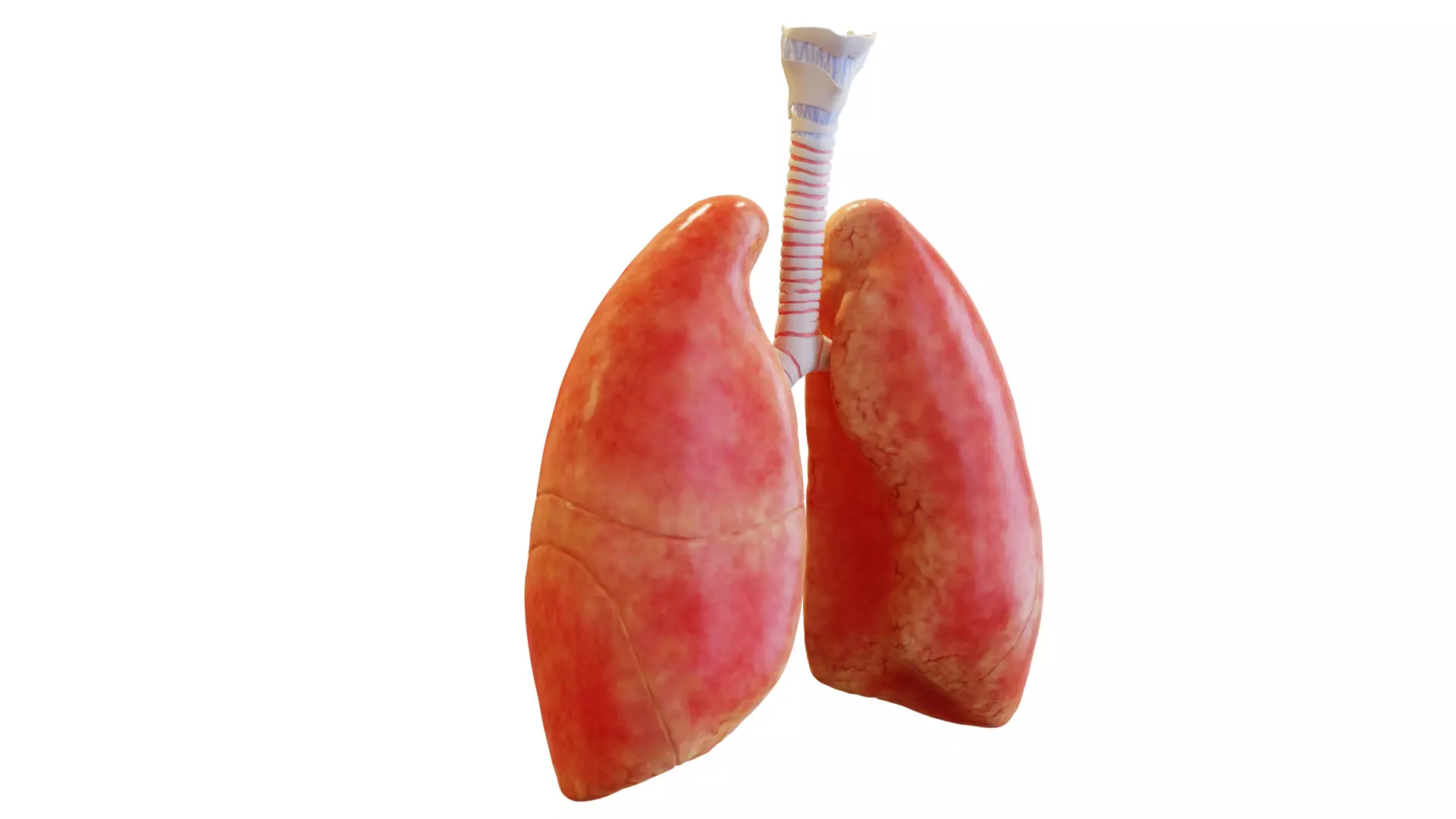 3D model Lungs VR / AR / low-poly | CGTrader
