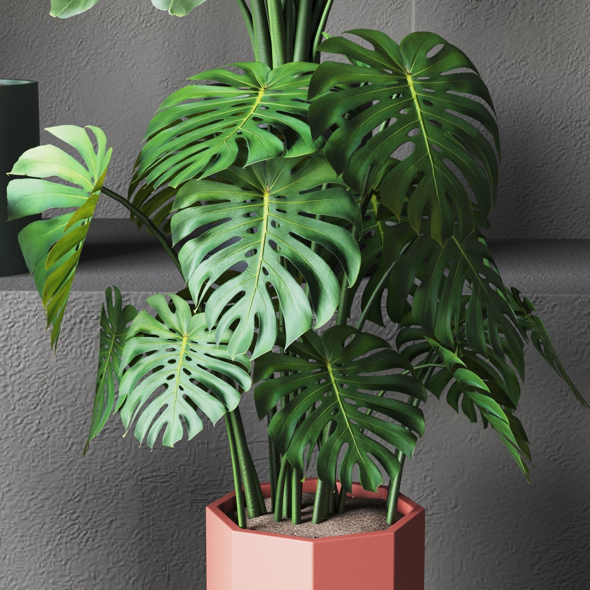 Plant Collection Rpm 01 3D model_7