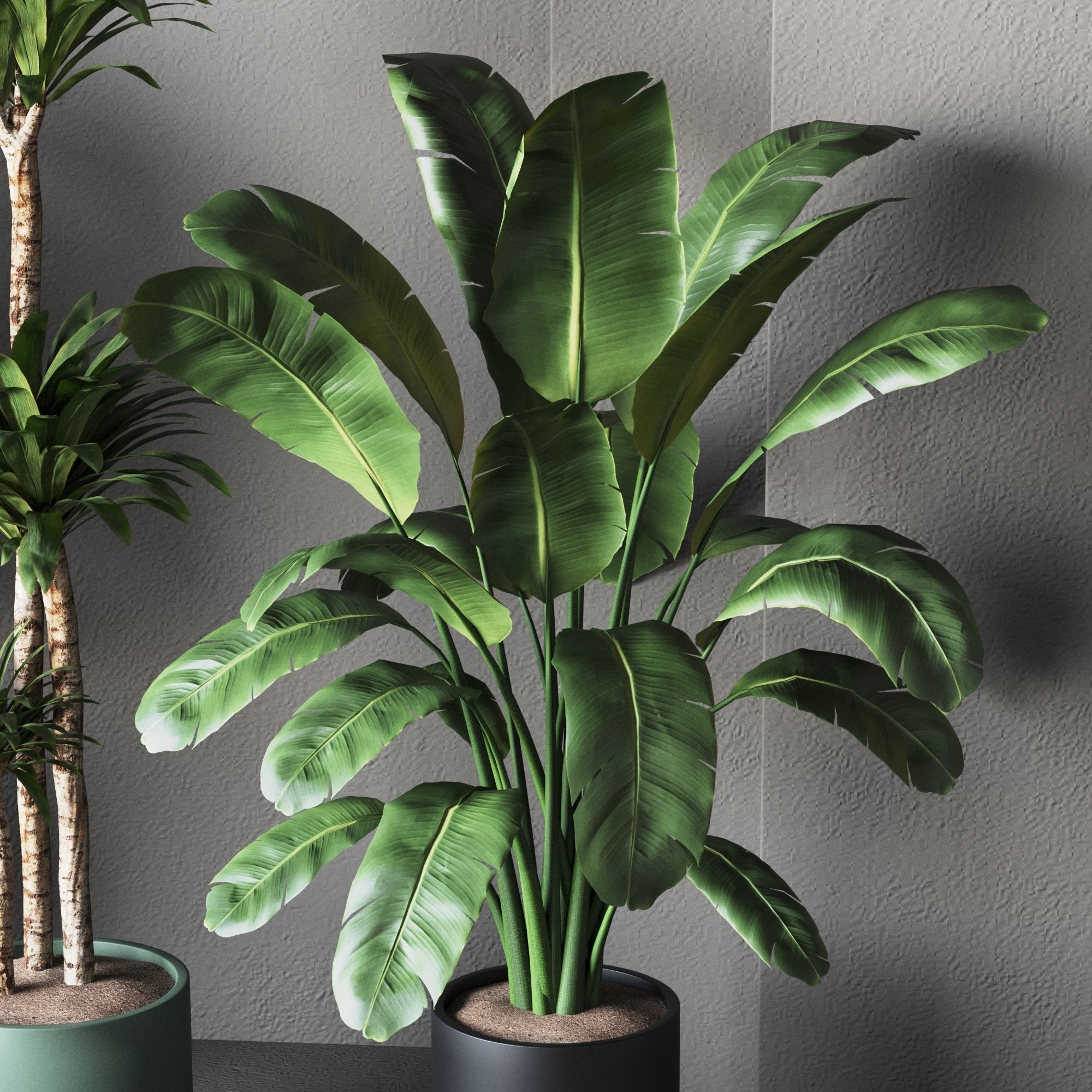 Plant Collection Rpm 01 3D model_6