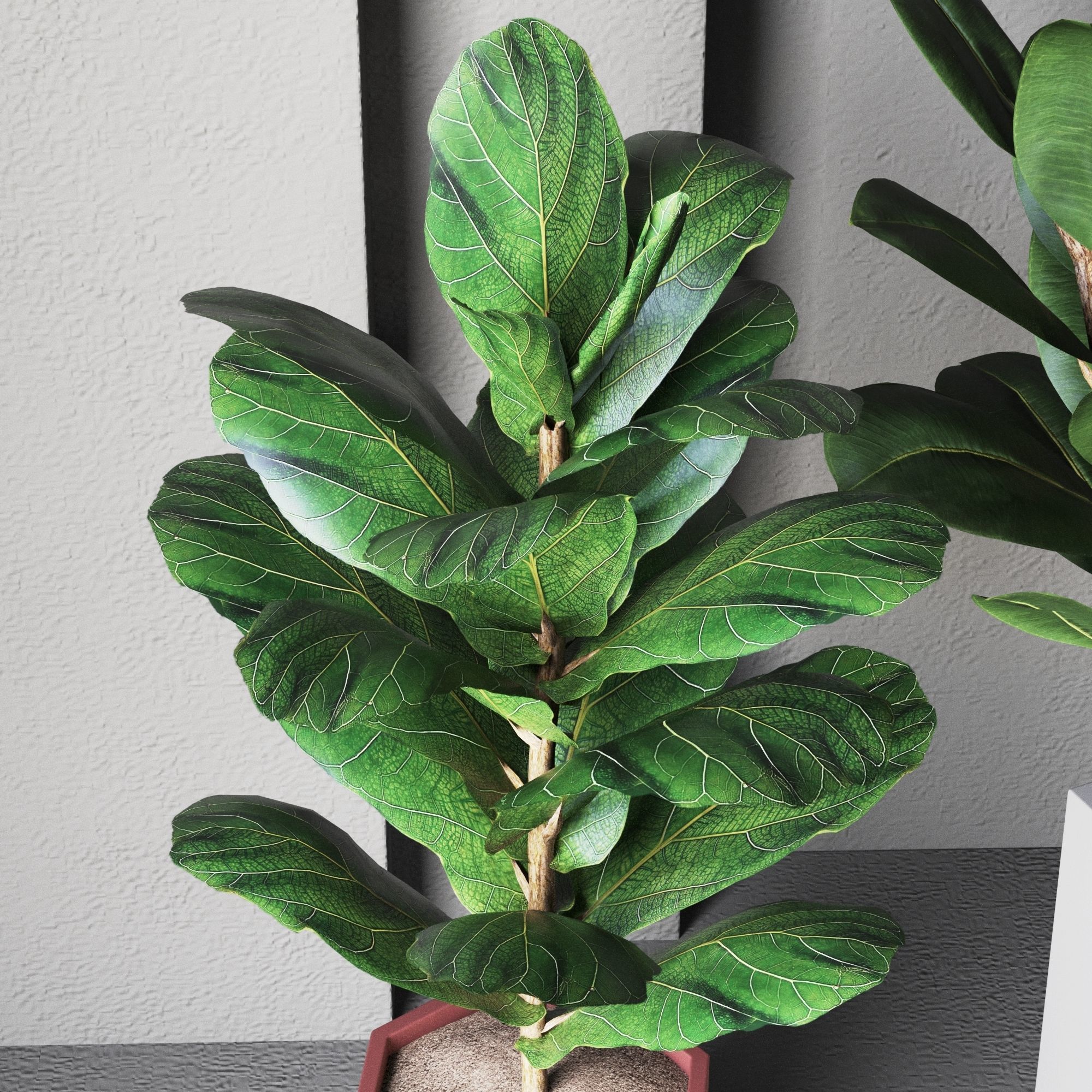 Plant Collection Rpm 01 3D model_10