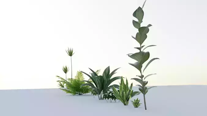 Plants