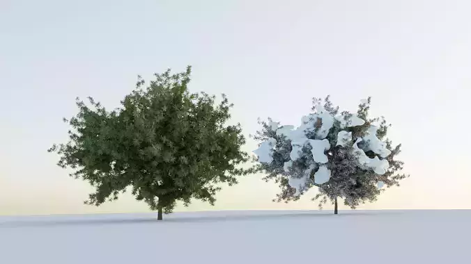 Tree normal  snowy