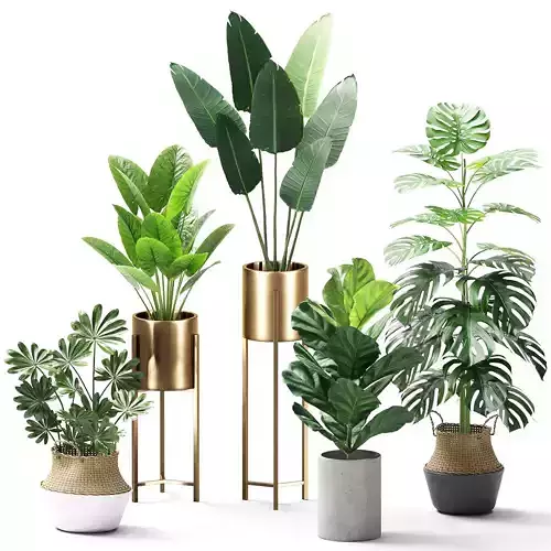 Indoor Plants set 04
