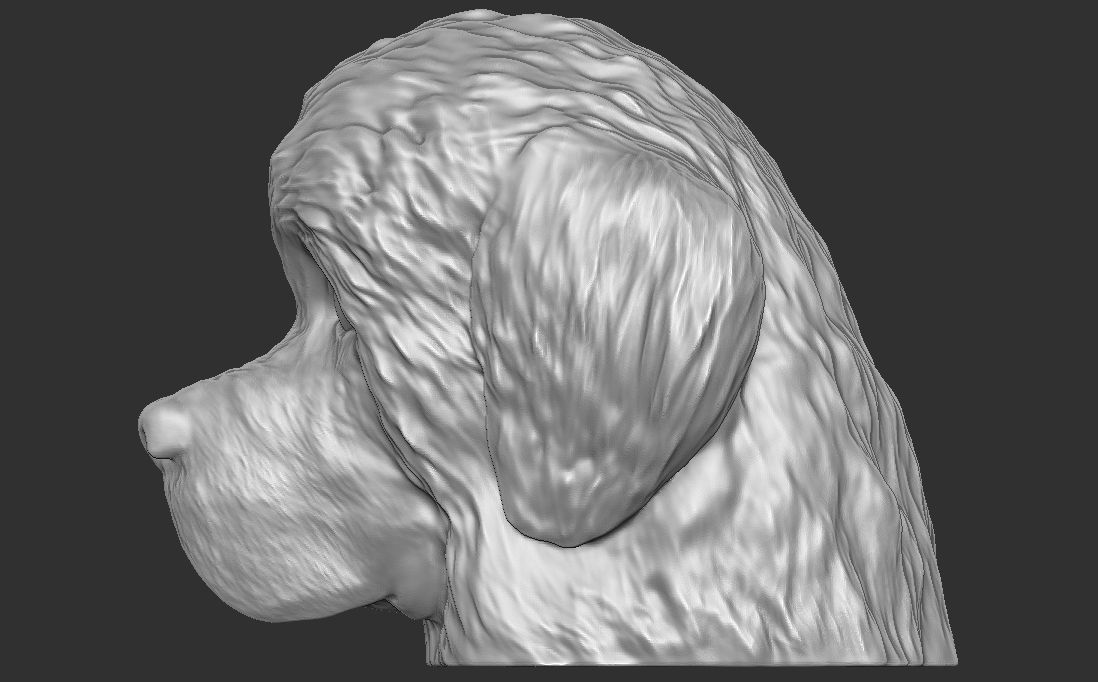 Puppy of Newfoundland dog head for 3D printing 3D print model_13