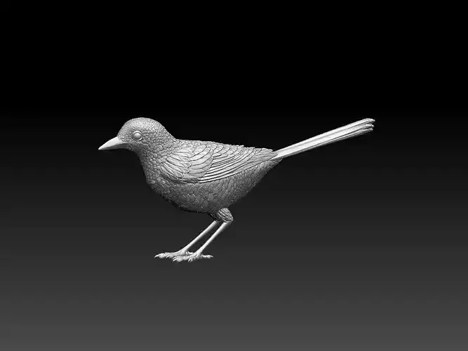wagtail 3D print model