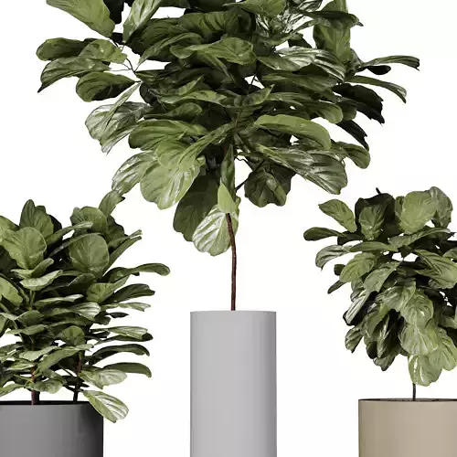 Ficus Indoor Plant in modern pot vol 01 3D model