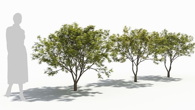 Acer palmatum 3D model