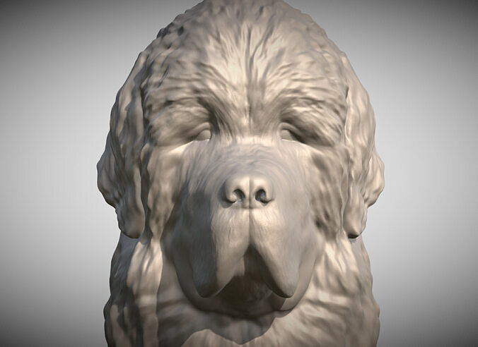Newfoundland dog head for 3D printing 3D print model