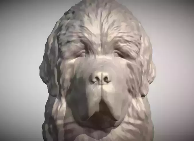 Newfoundland dog head for 3D printing 3D print model