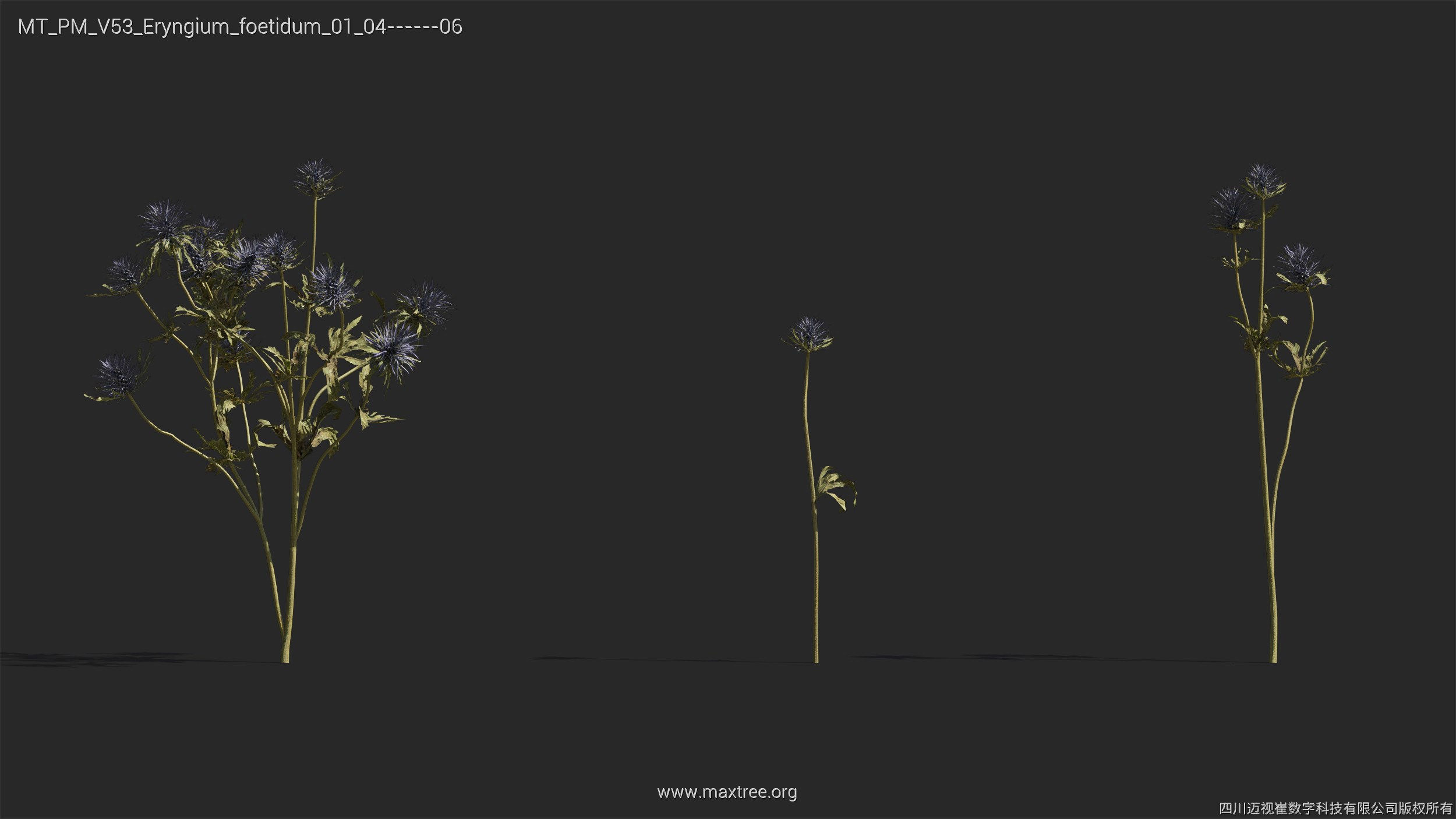 Maxtree Plant Models Vol 53 - Mesh 3D model_17