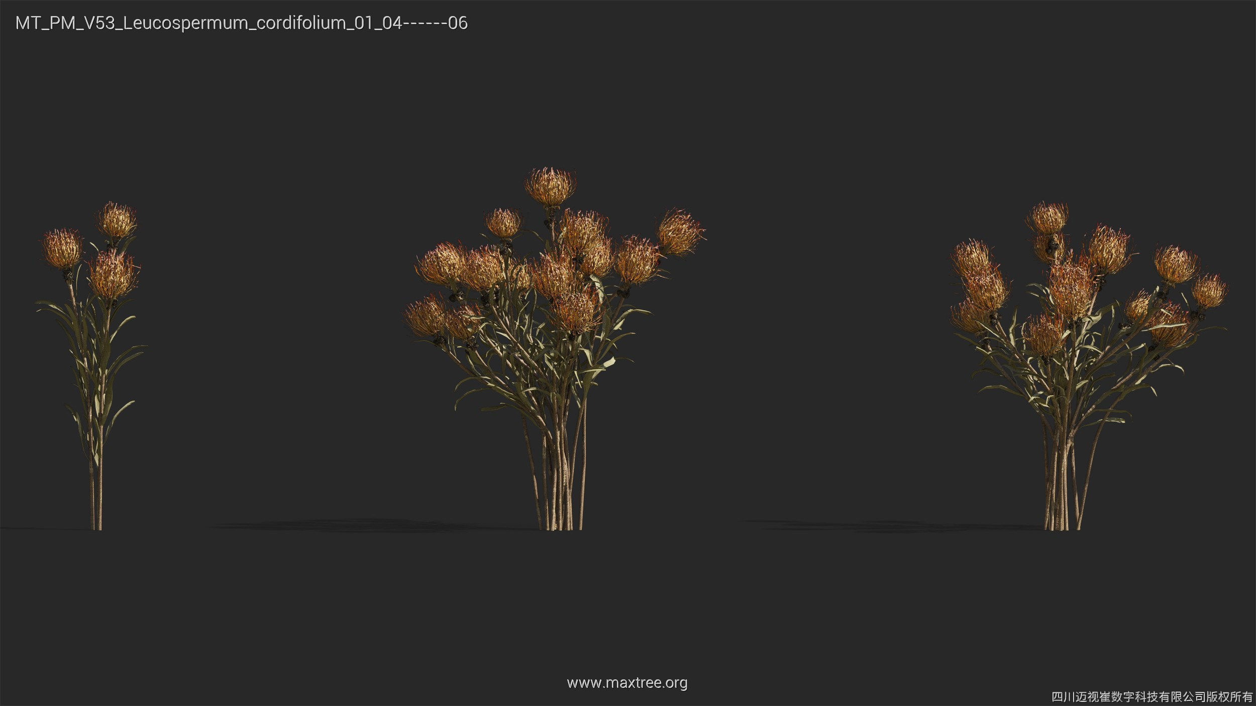 Maxtree Plant Models Vol 53 - Mesh 3D model_27