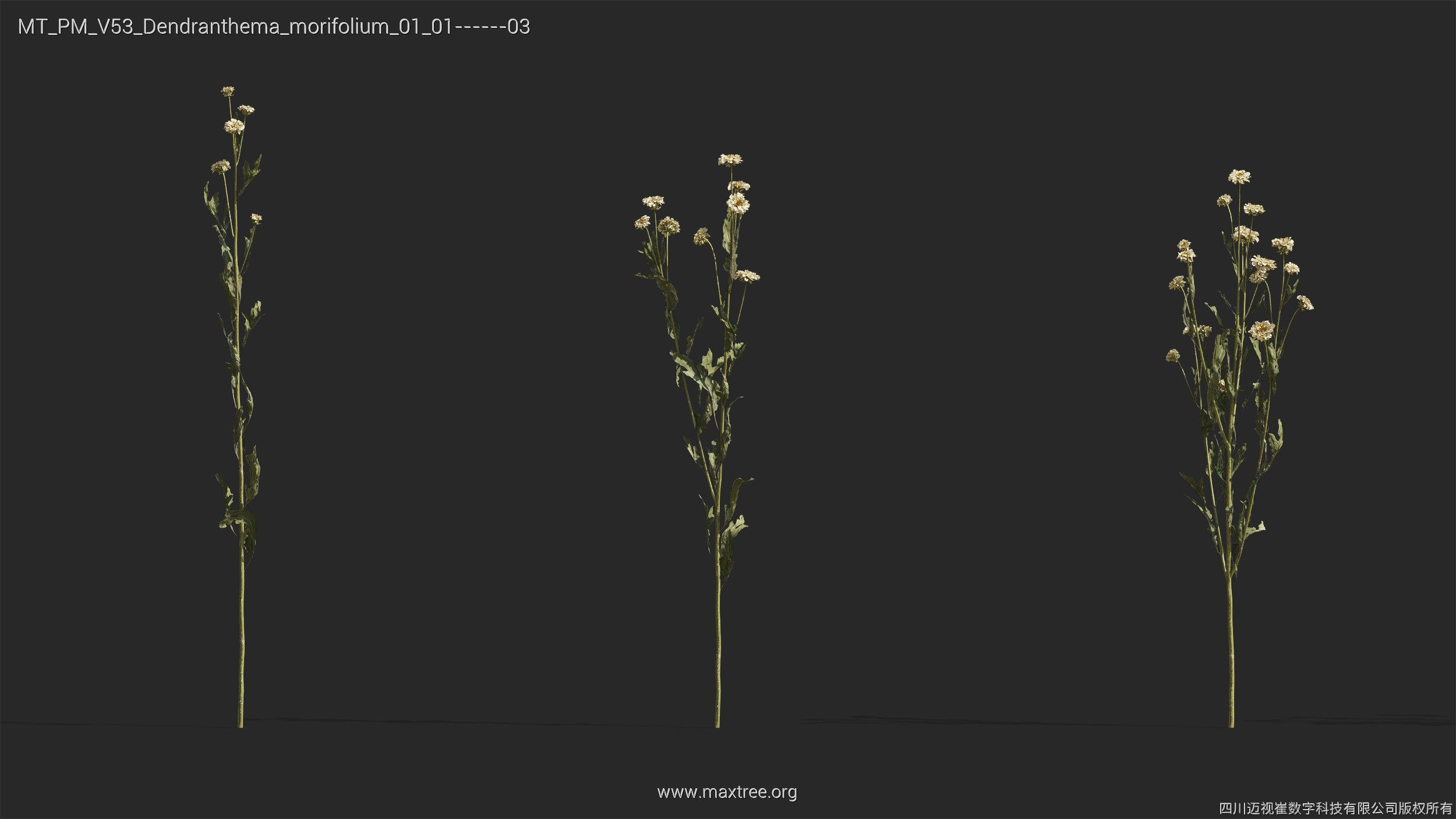 Maxtree Plant Models Vol 53 - Mesh 3D model_10