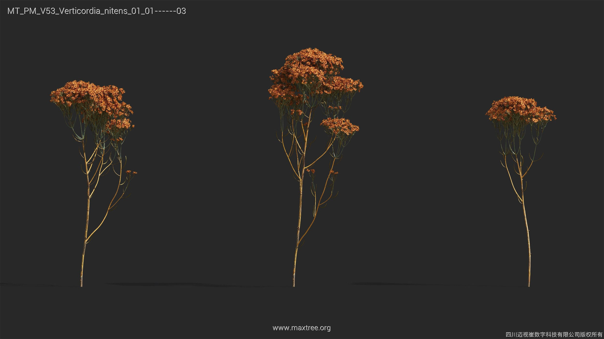 Maxtree Plant Models Vol 53 - Mesh 3D model_42