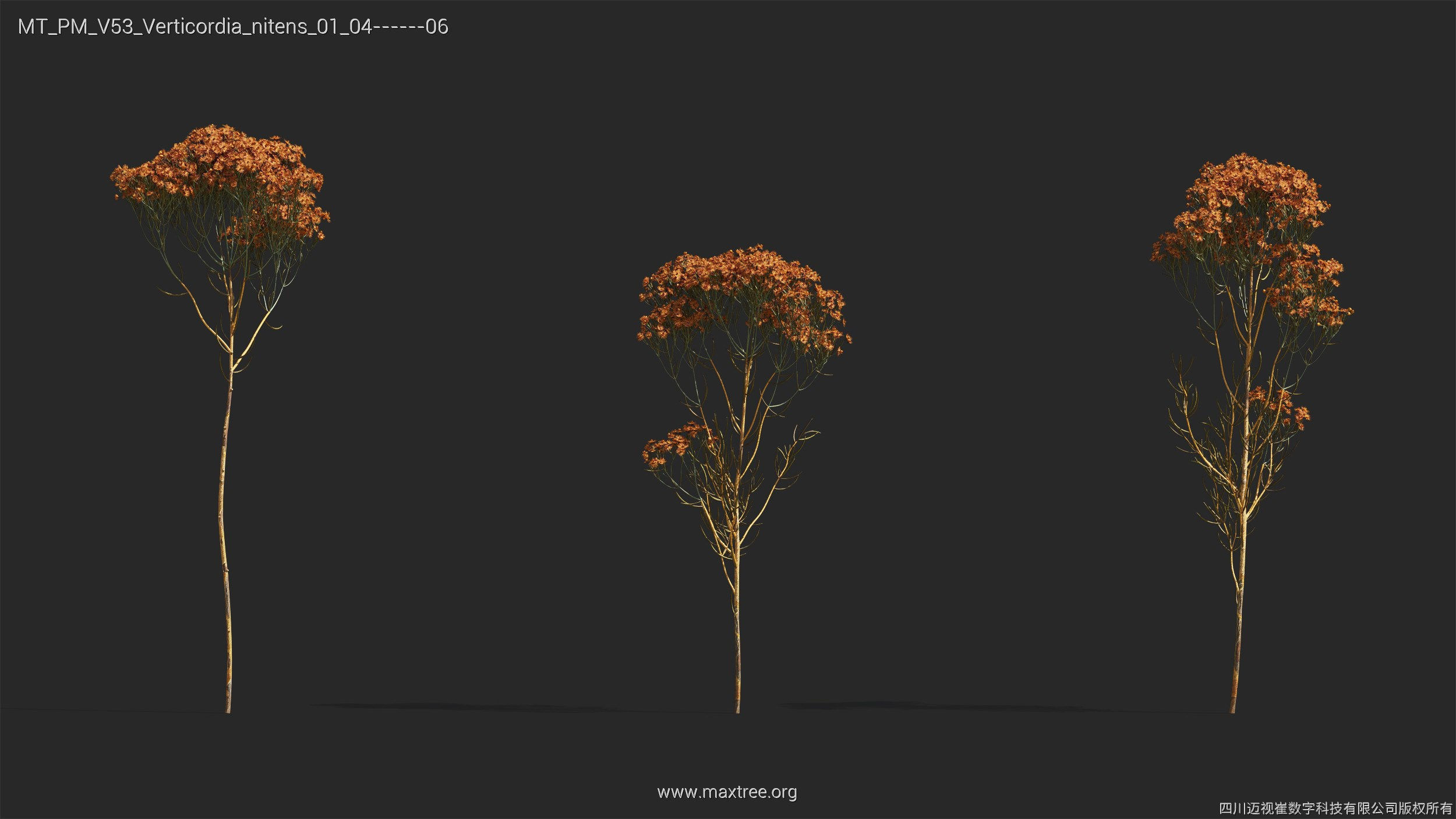 Maxtree Plant Models Vol 53 - Mesh 3D model_43