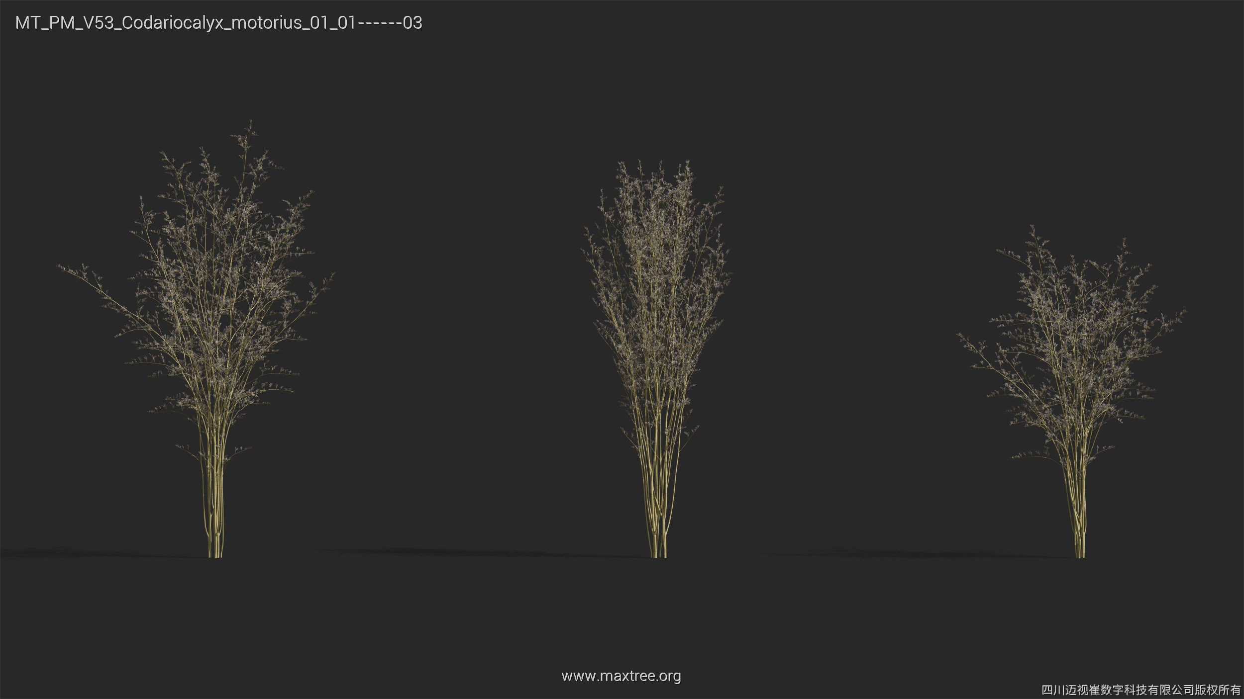 Maxtree Plant Models Vol 53 - Mesh 3D model_6