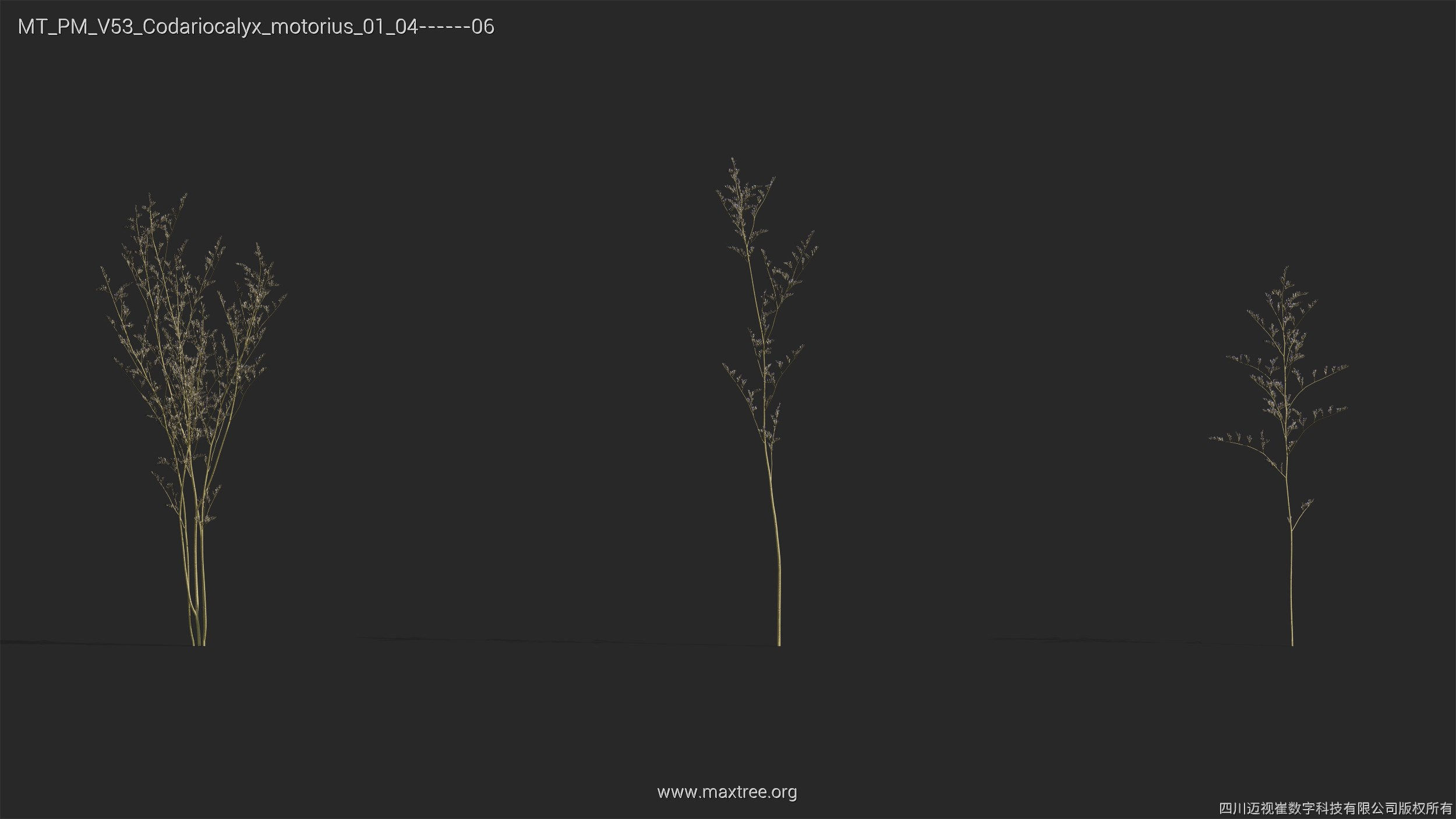 Maxtree Plant Models Vol 53 - Mesh 3D model_7