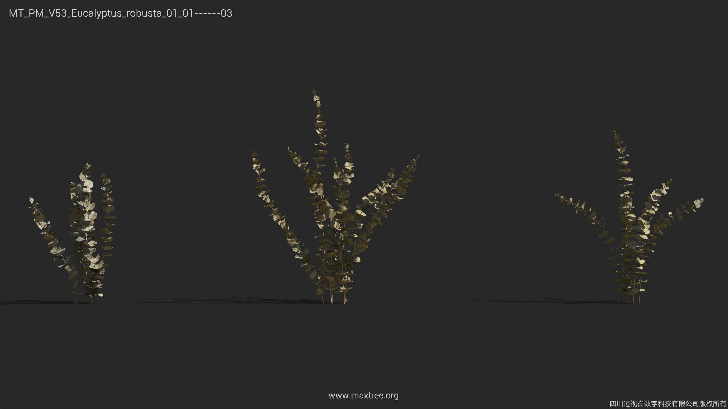 Maxtree Plant Models Vol 53 - Mesh 3D model_18