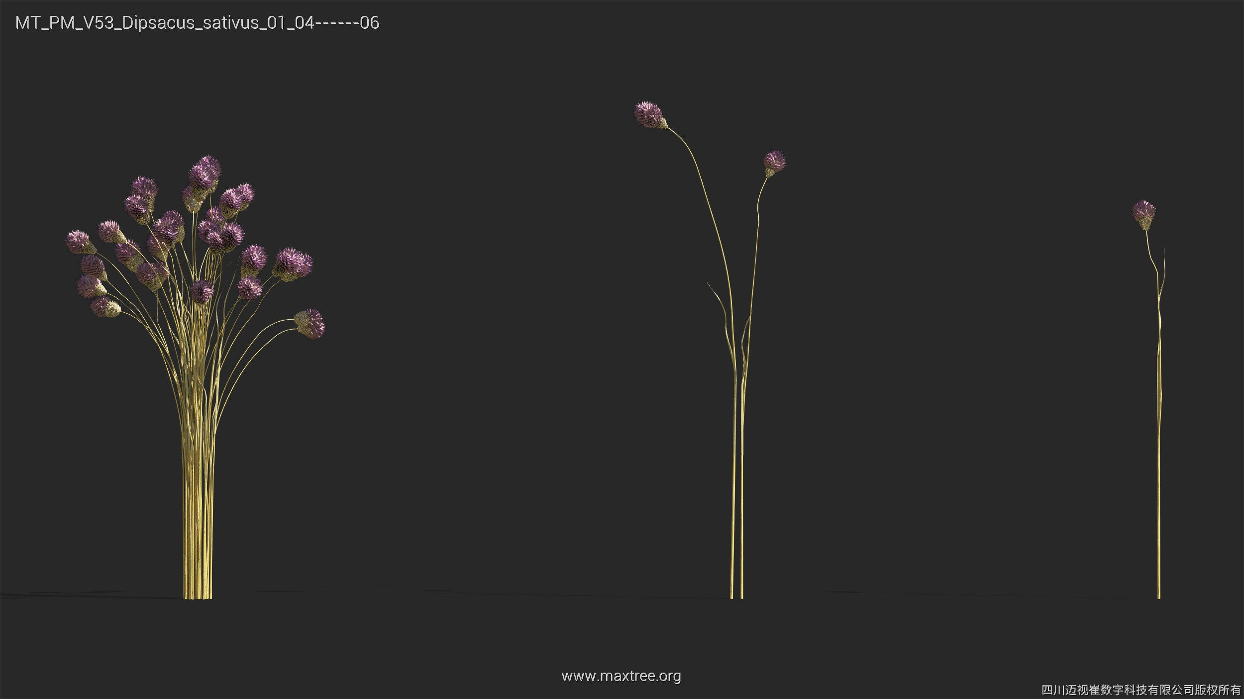 Maxtree Plant Models Vol 53 - Mesh 3D model_15