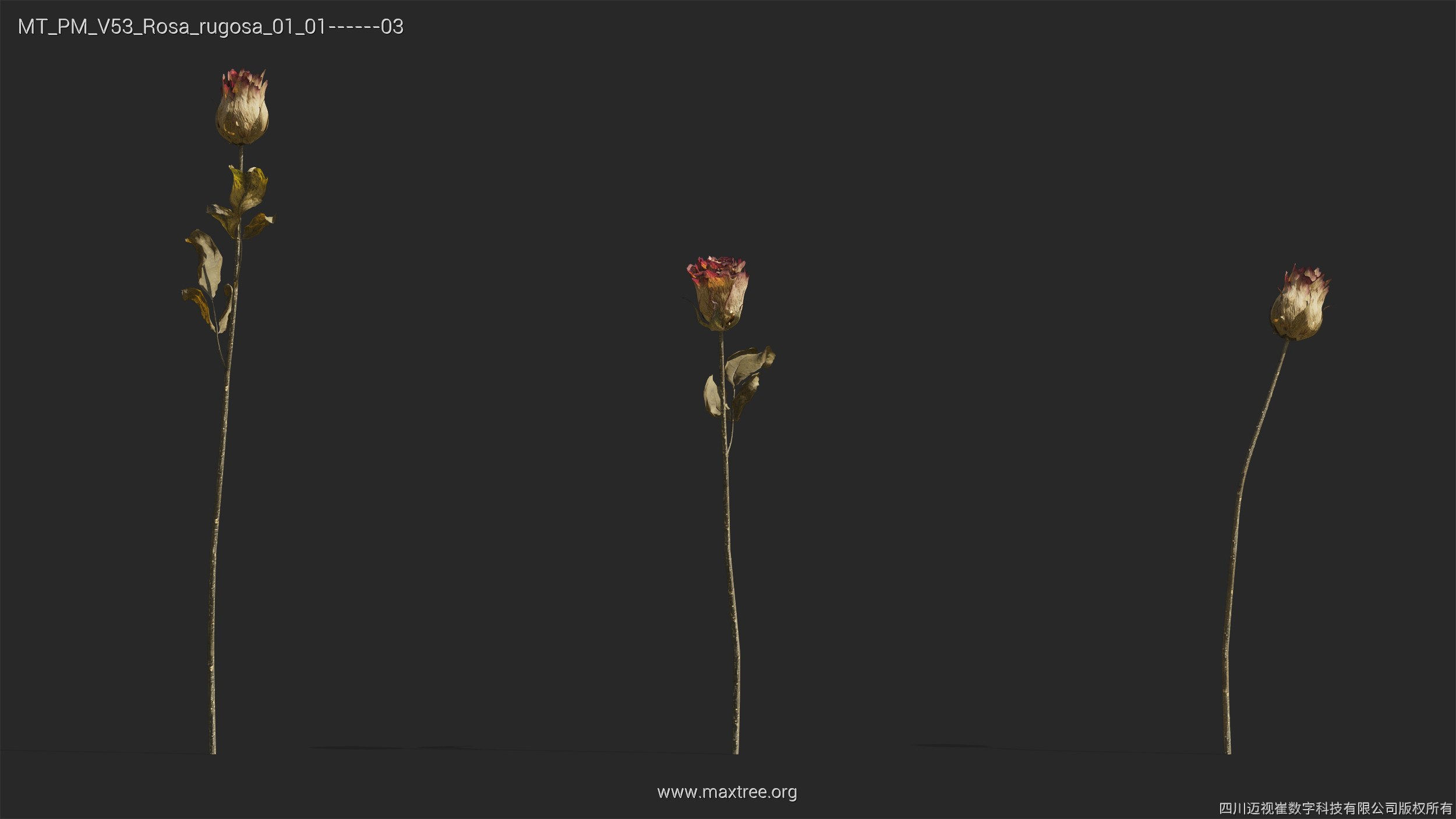 Maxtree Plant Models Vol 53 - Mesh 3D model_34