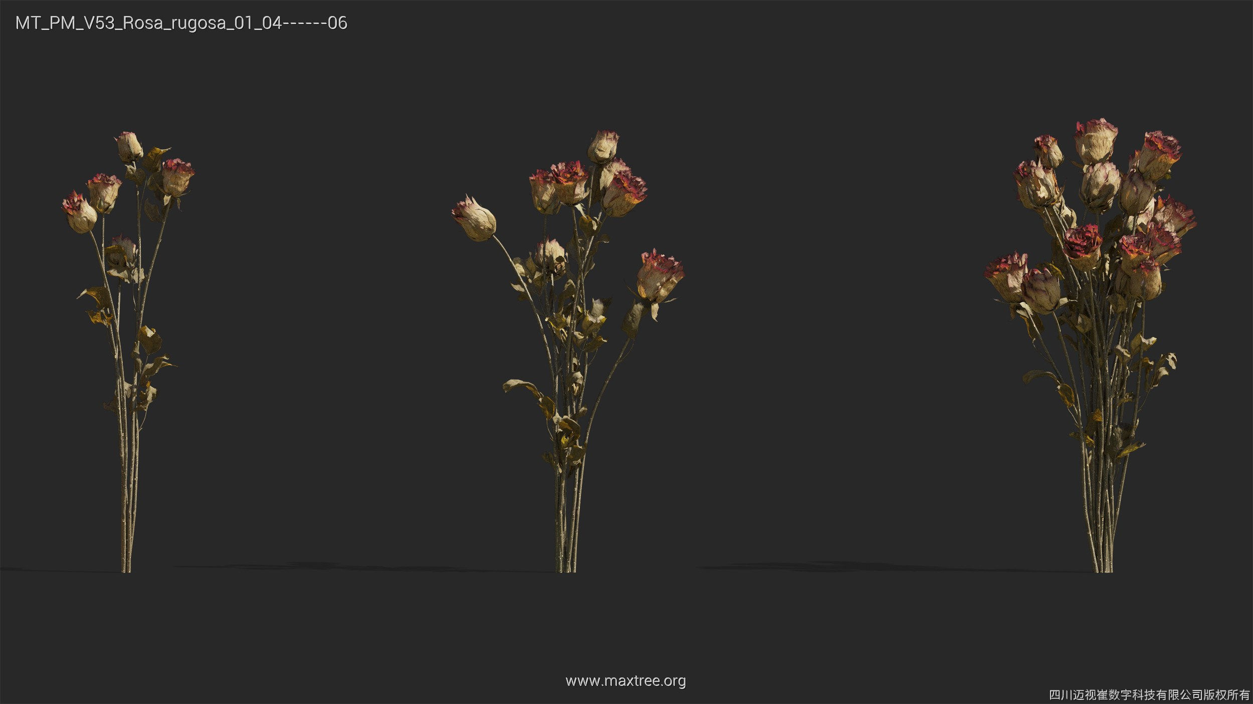 Maxtree Plant Models Vol 53 - Mesh 3D model_35