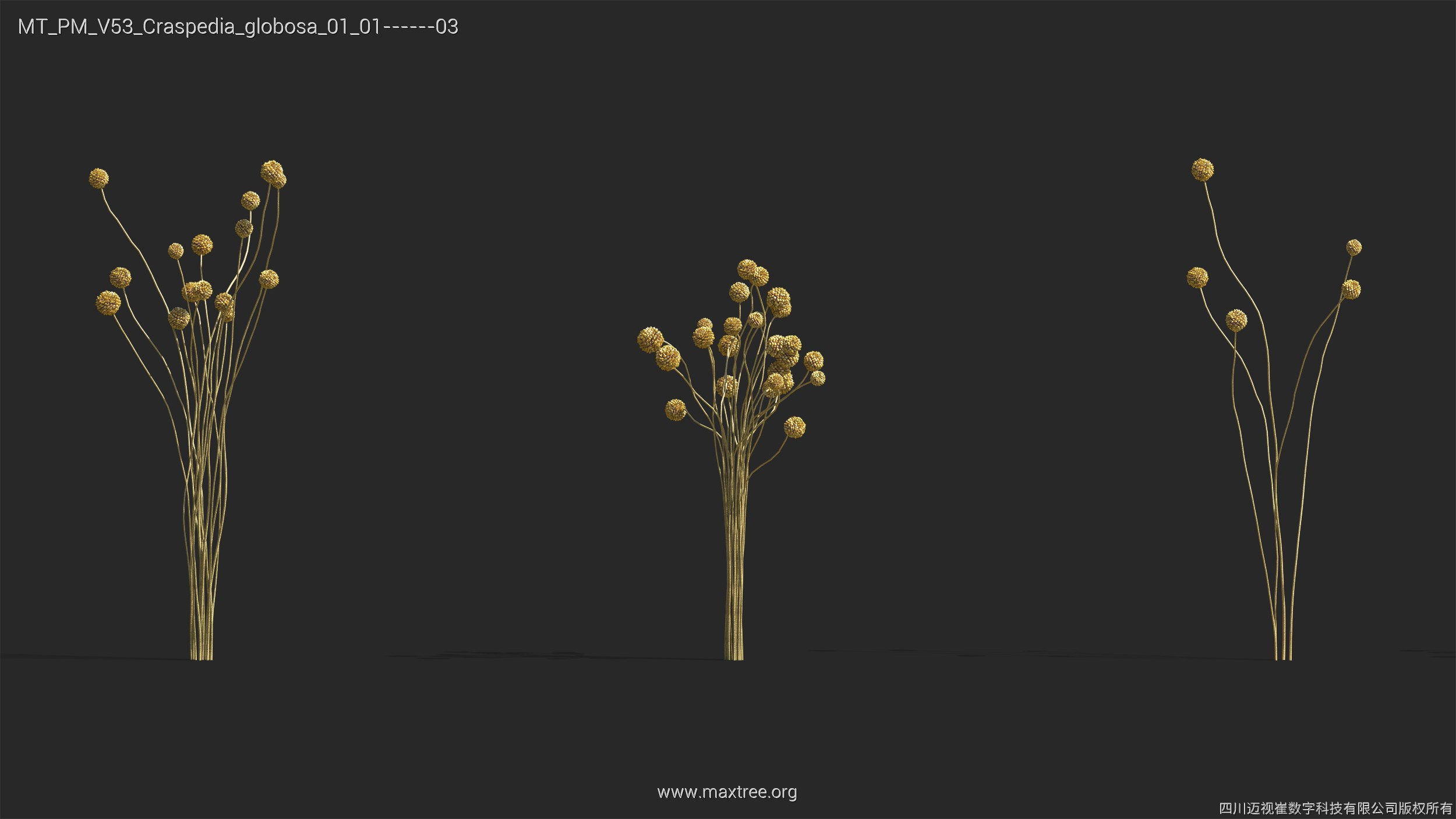 Maxtree Plant Models Vol 53 - Mesh 3D model_8