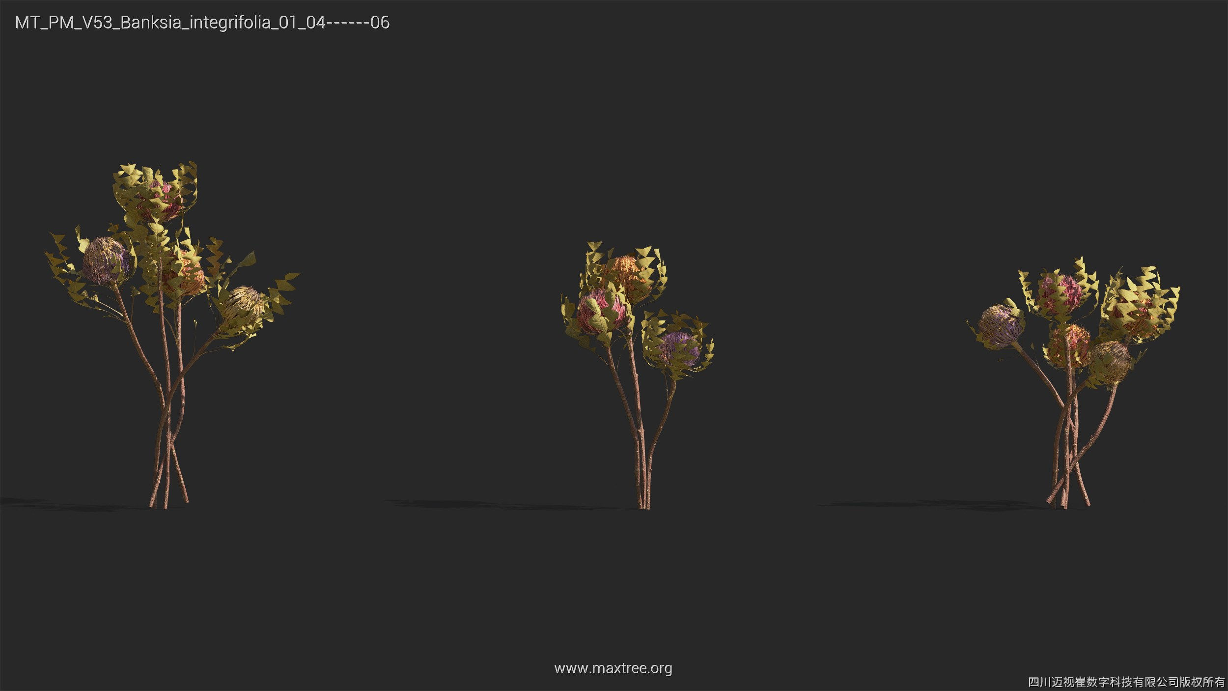 Maxtree Plant Models Vol 53 - Mesh 3D model_5