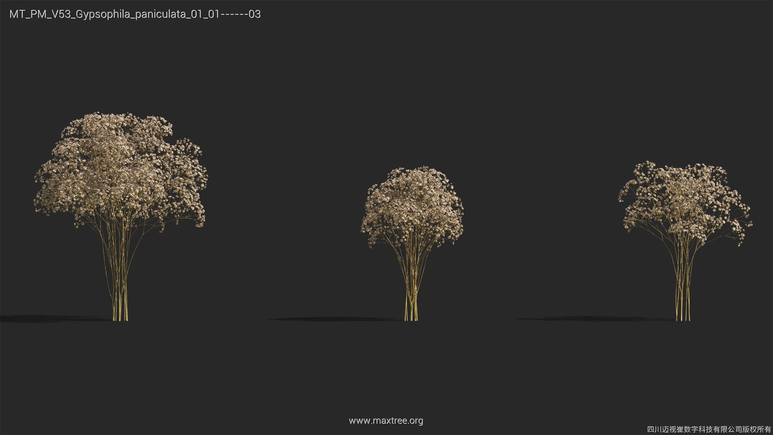 Maxtree Plant Models Vol 53 - Mesh 3D model_22