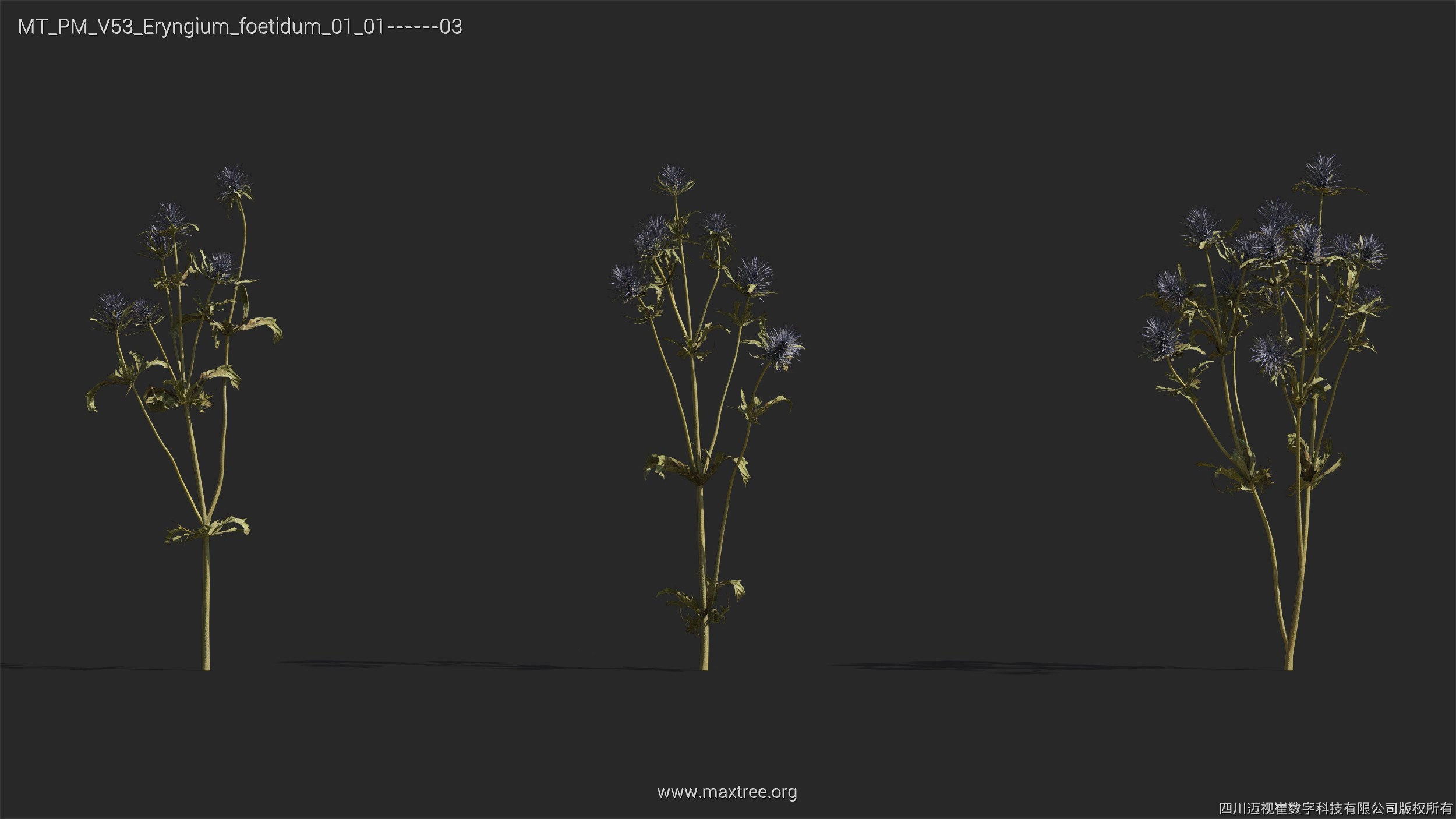 Maxtree Plant Models Vol 53 - Mesh 3D model_16