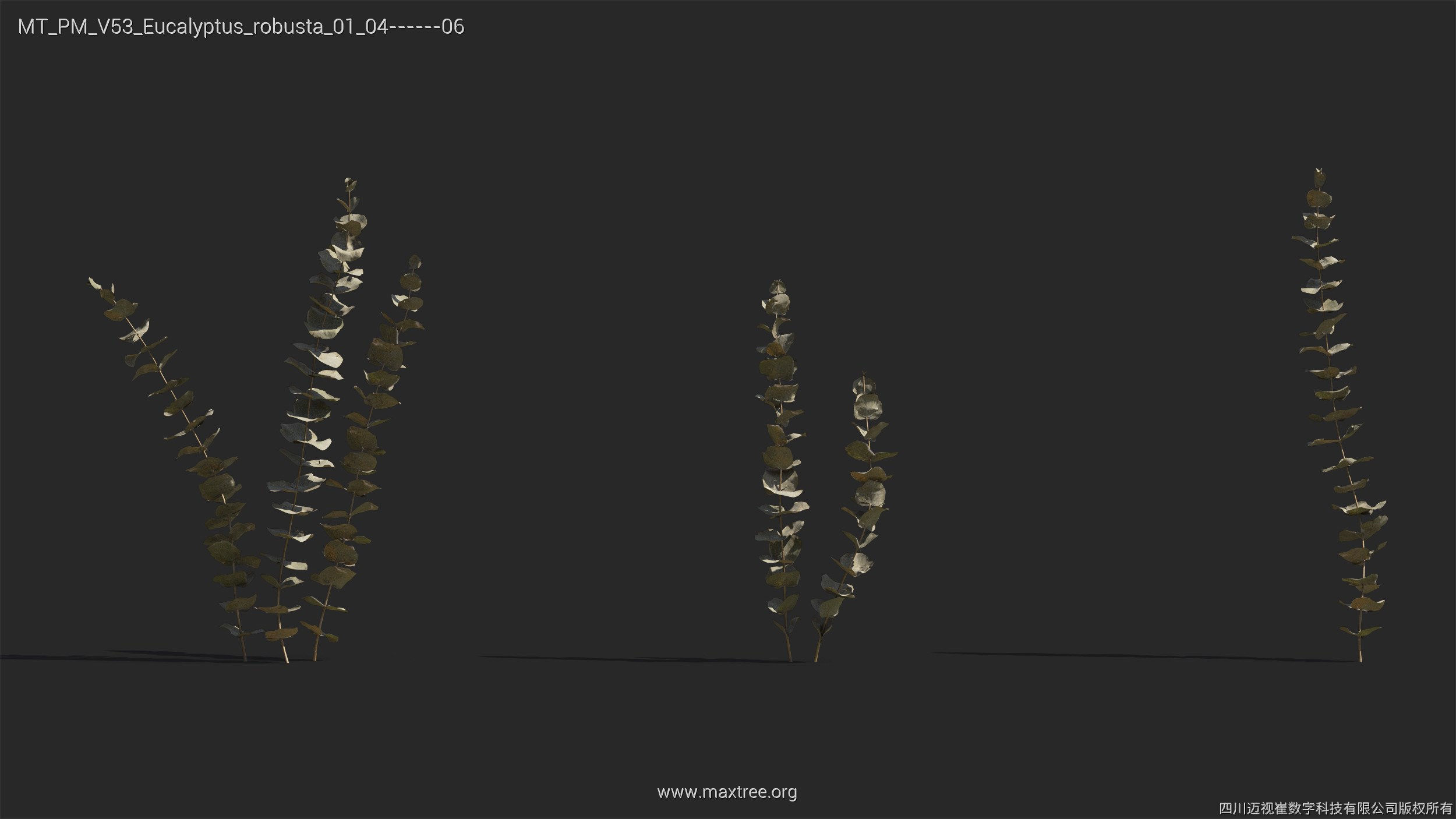 Maxtree Plant Models Vol 53 - Mesh 3D model_19