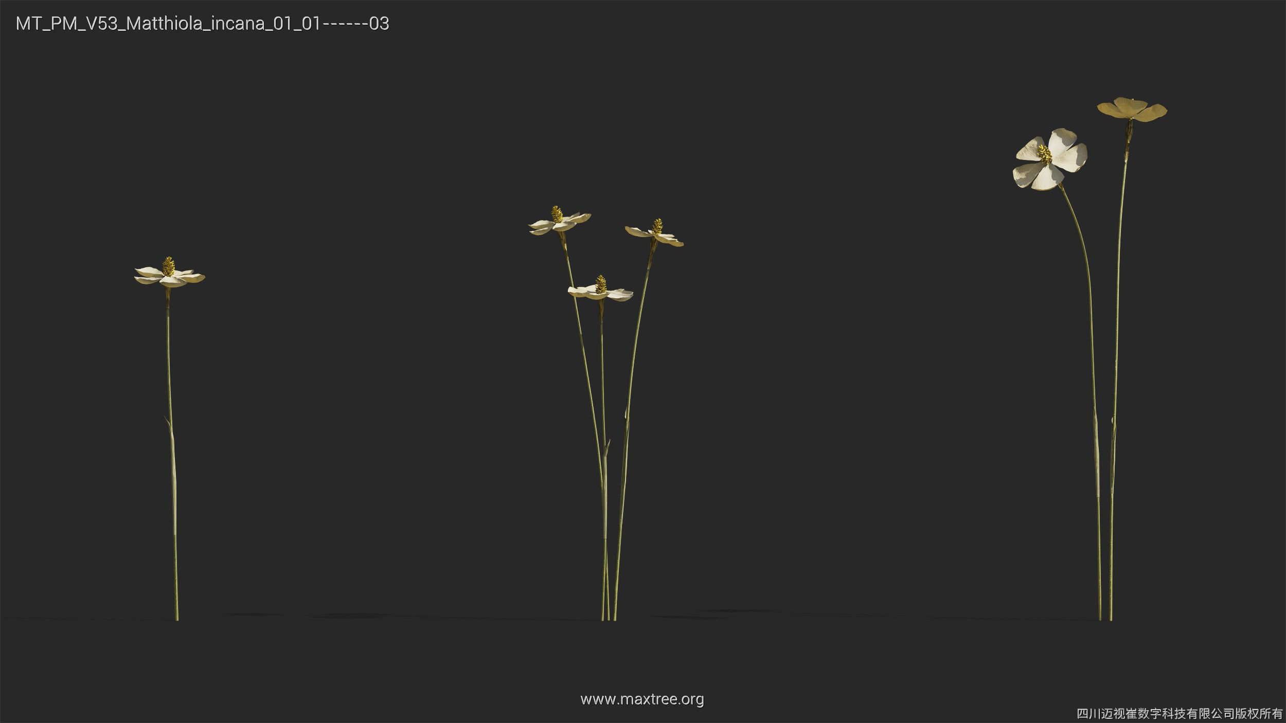 Maxtree Plant Models Vol 53 - Mesh 3D model_30