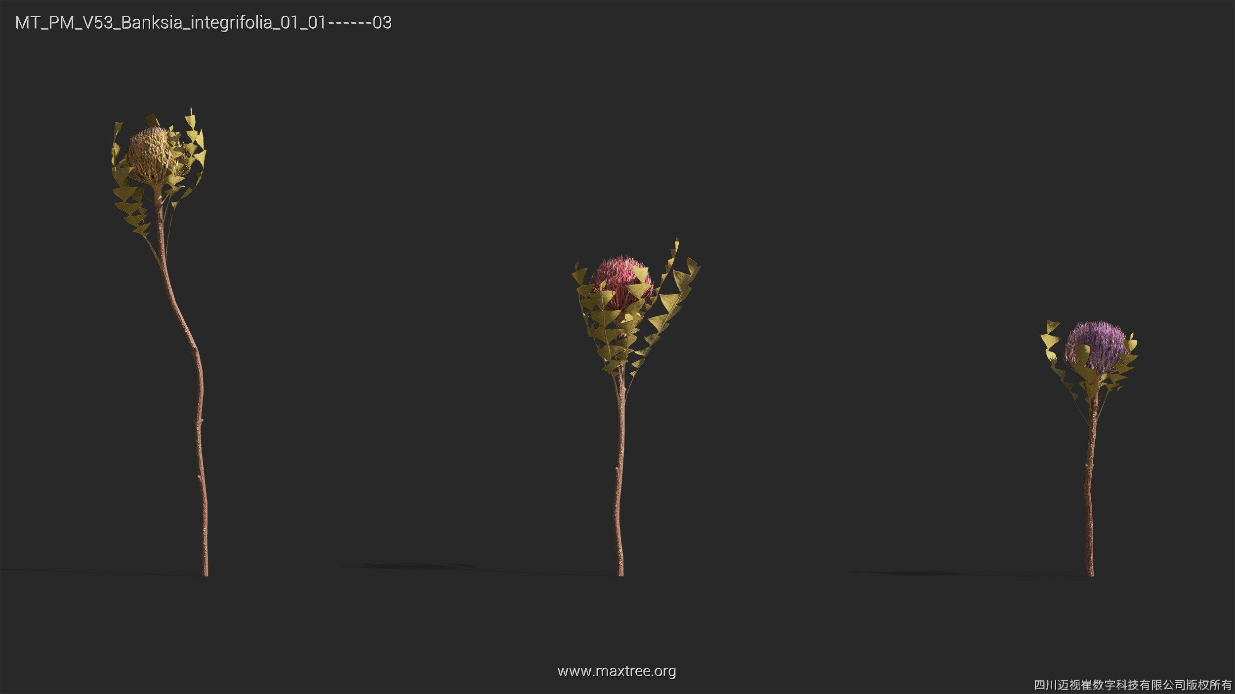 Maxtree Plant Models Vol 53 - Mesh 3D model_4