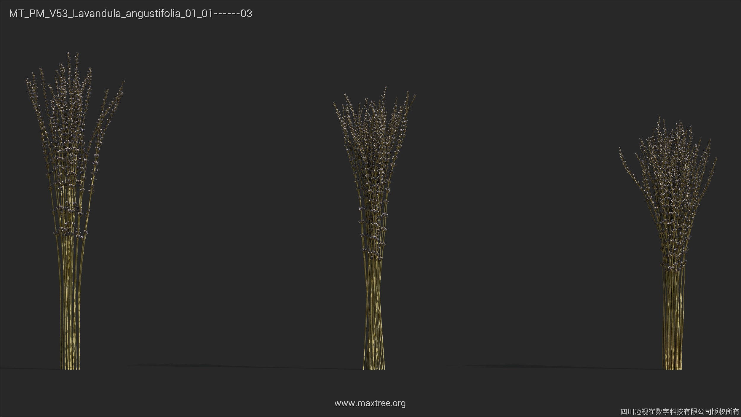 Maxtree Plant Models Vol 53 - Mesh 3D model_24