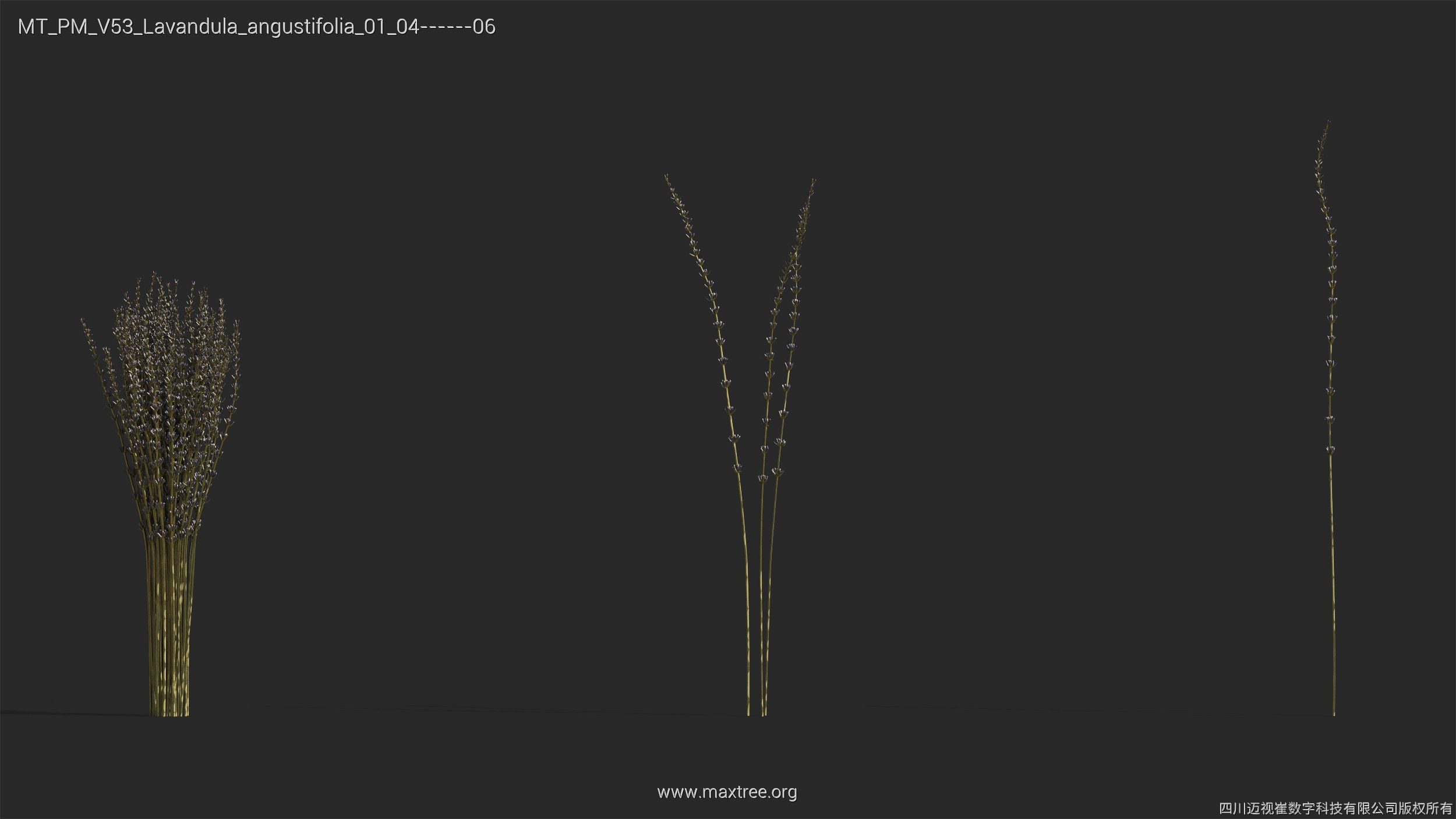Maxtree Plant Models Vol 53 - Mesh 3D model_25