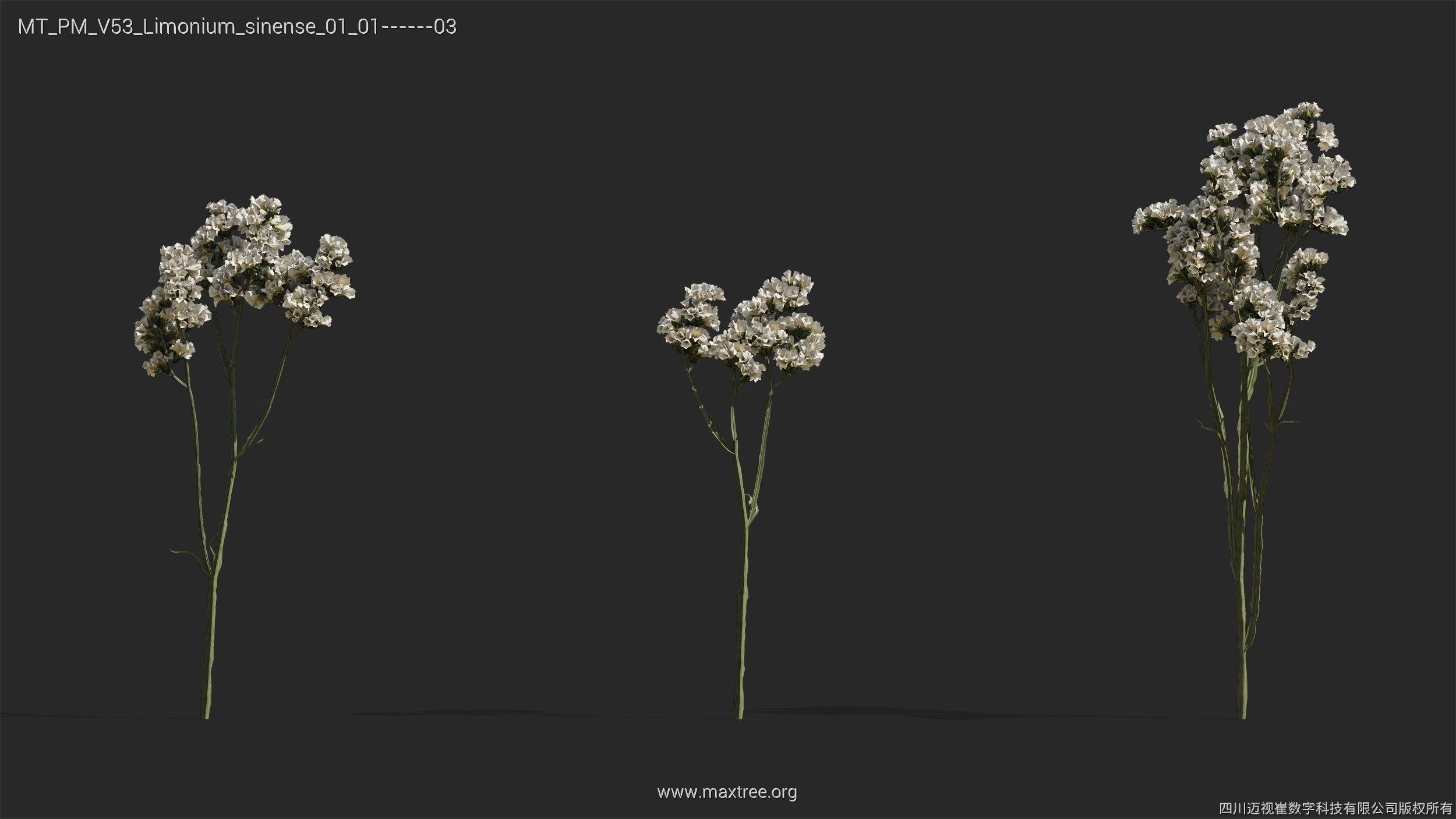 Maxtree Plant Models Vol 53 - Mesh 3D model_28