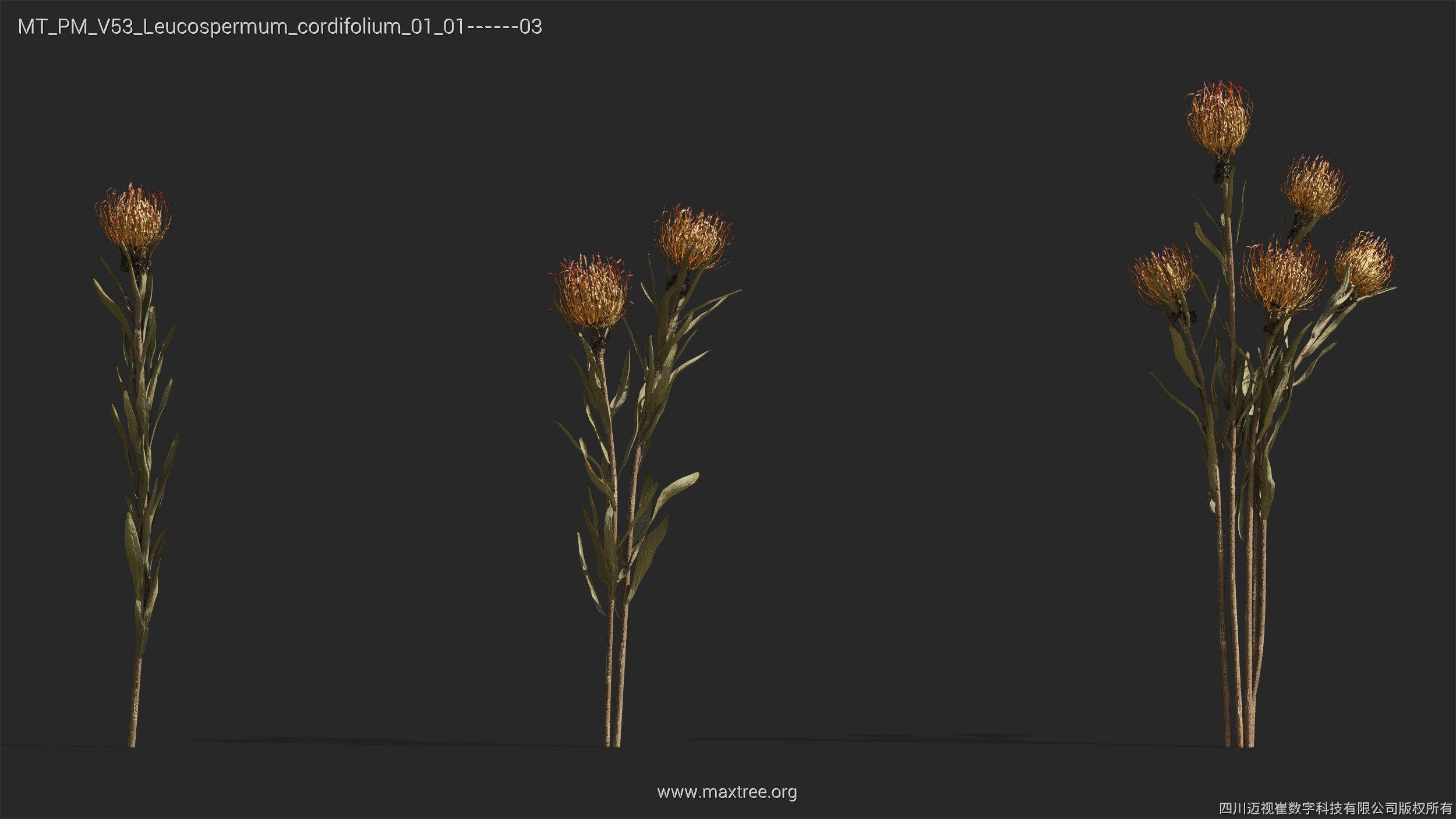 Maxtree Plant Models Vol 53 - Mesh 3D model_26