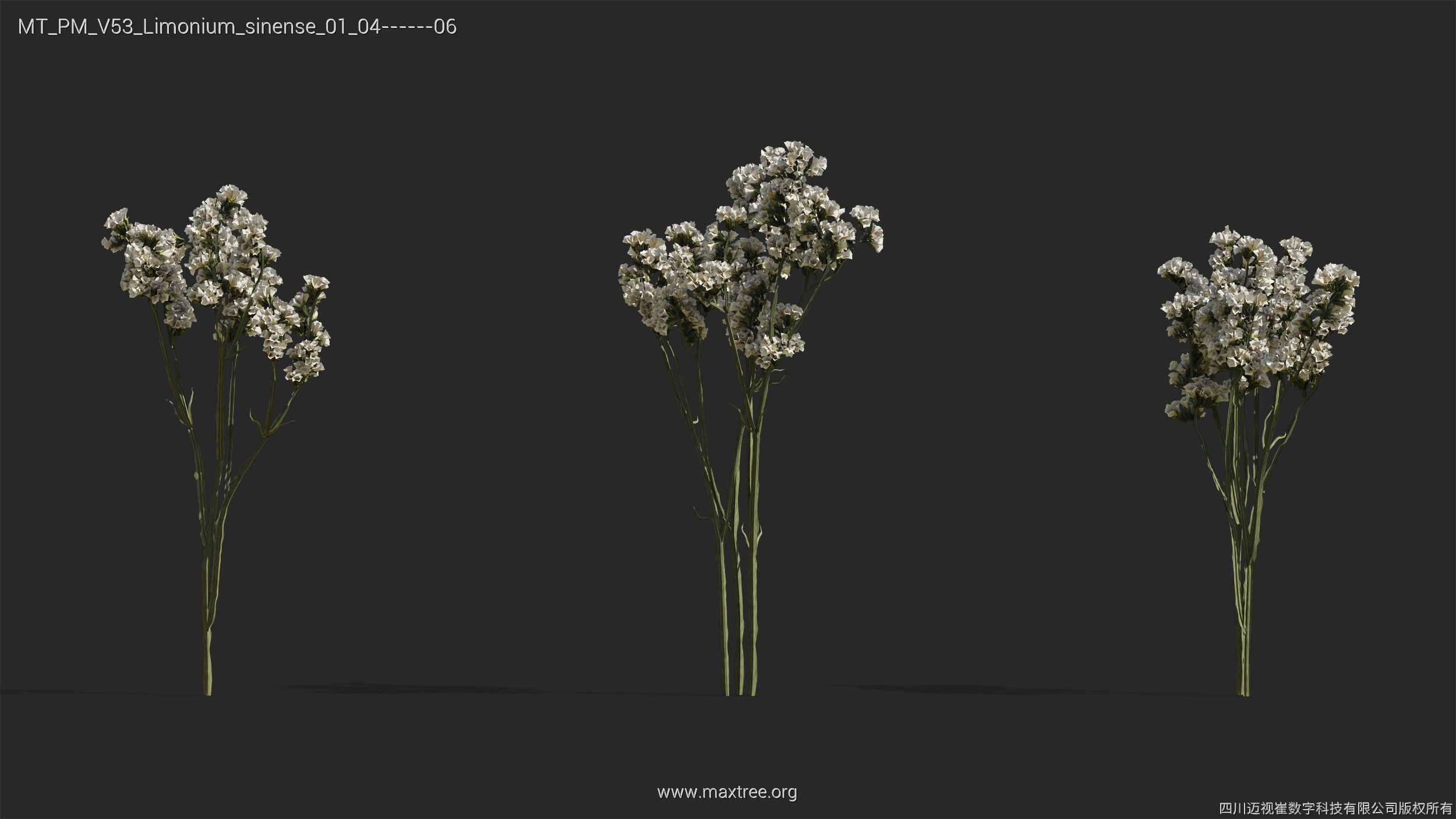 Maxtree Plant Models Vol 53 - Mesh 3D model_29