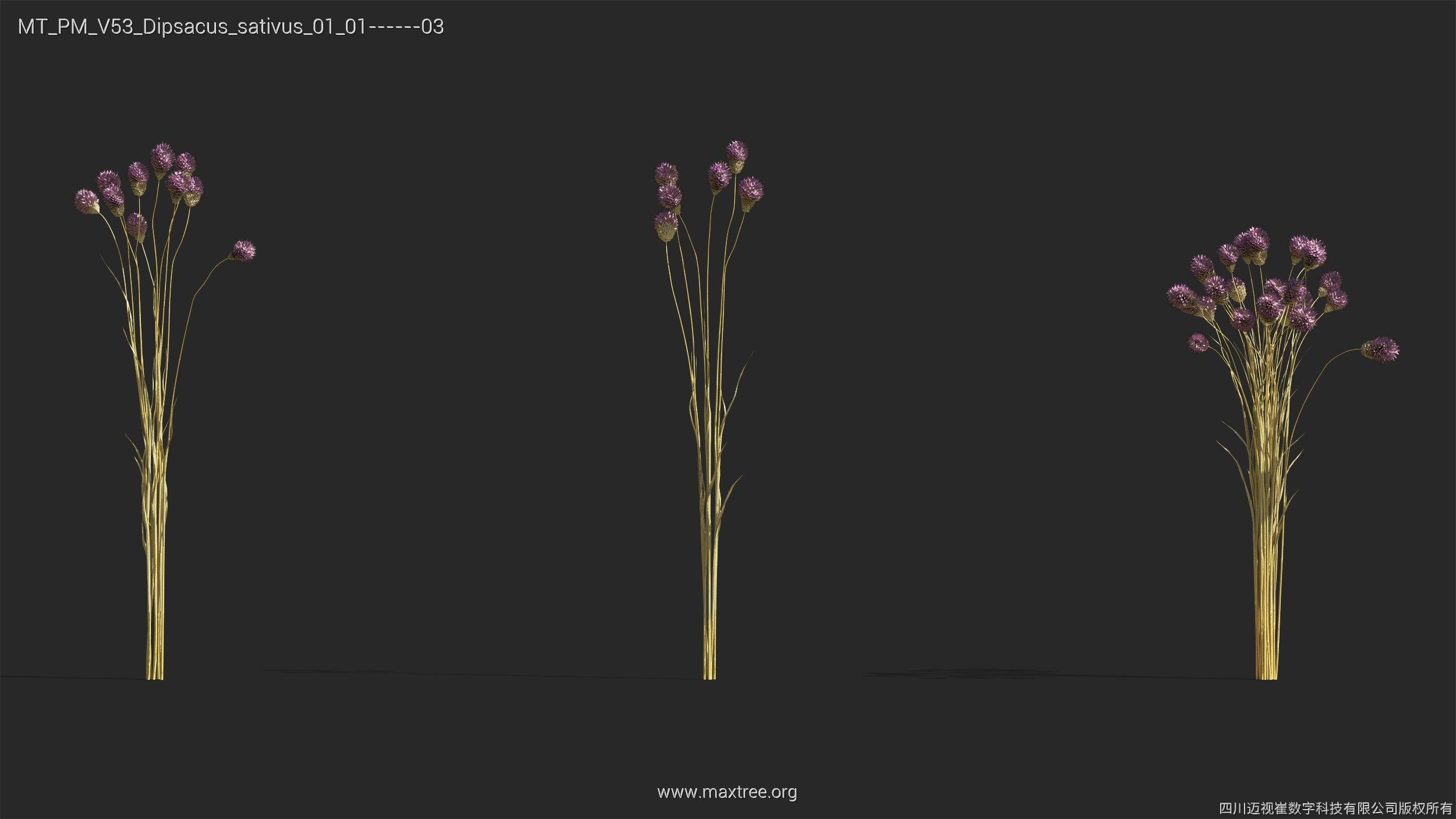 Maxtree Plant Models Vol 53 - Mesh 3D model_14