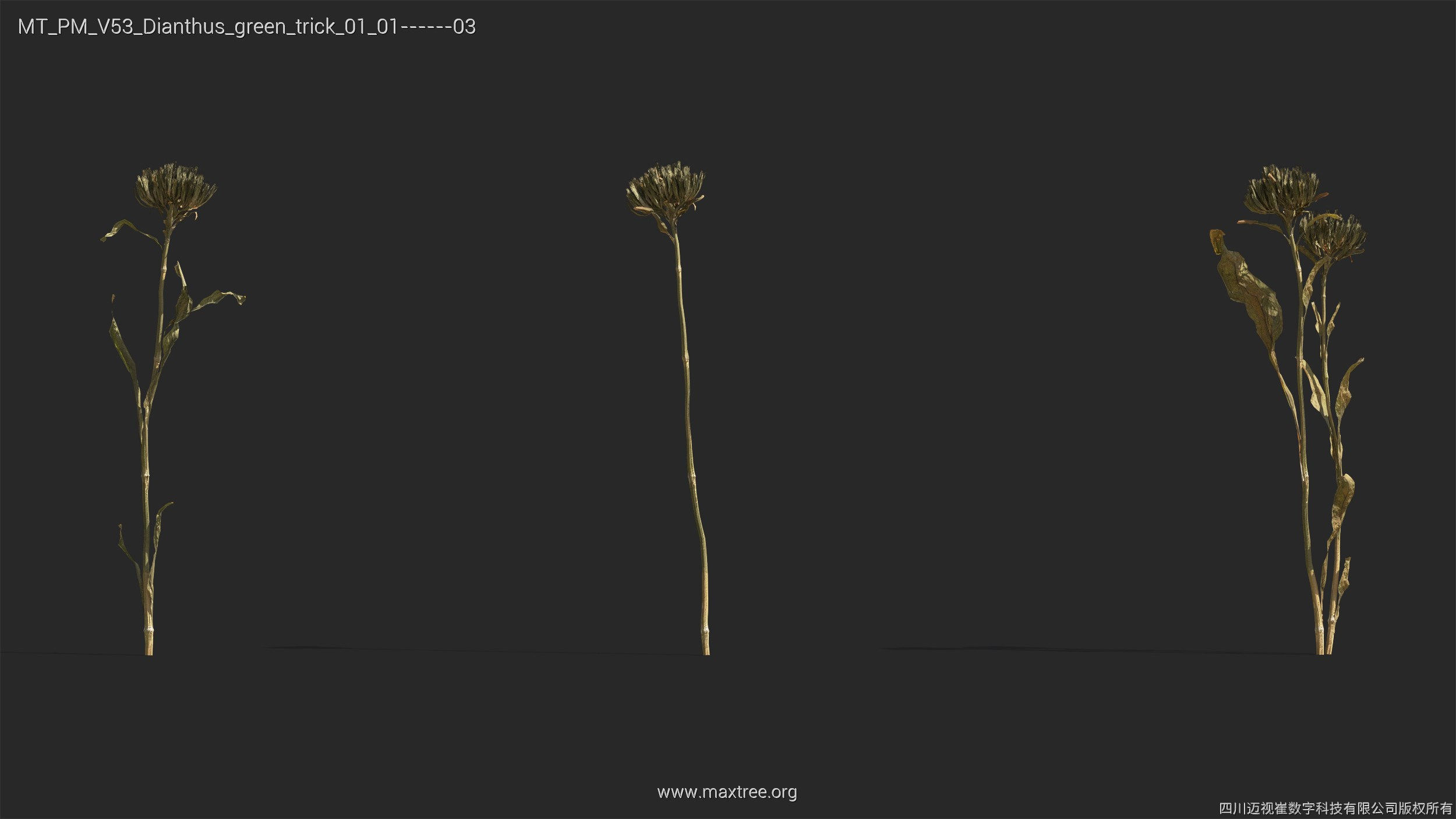 Maxtree Plant Models Vol 53 - Mesh 3D model_12