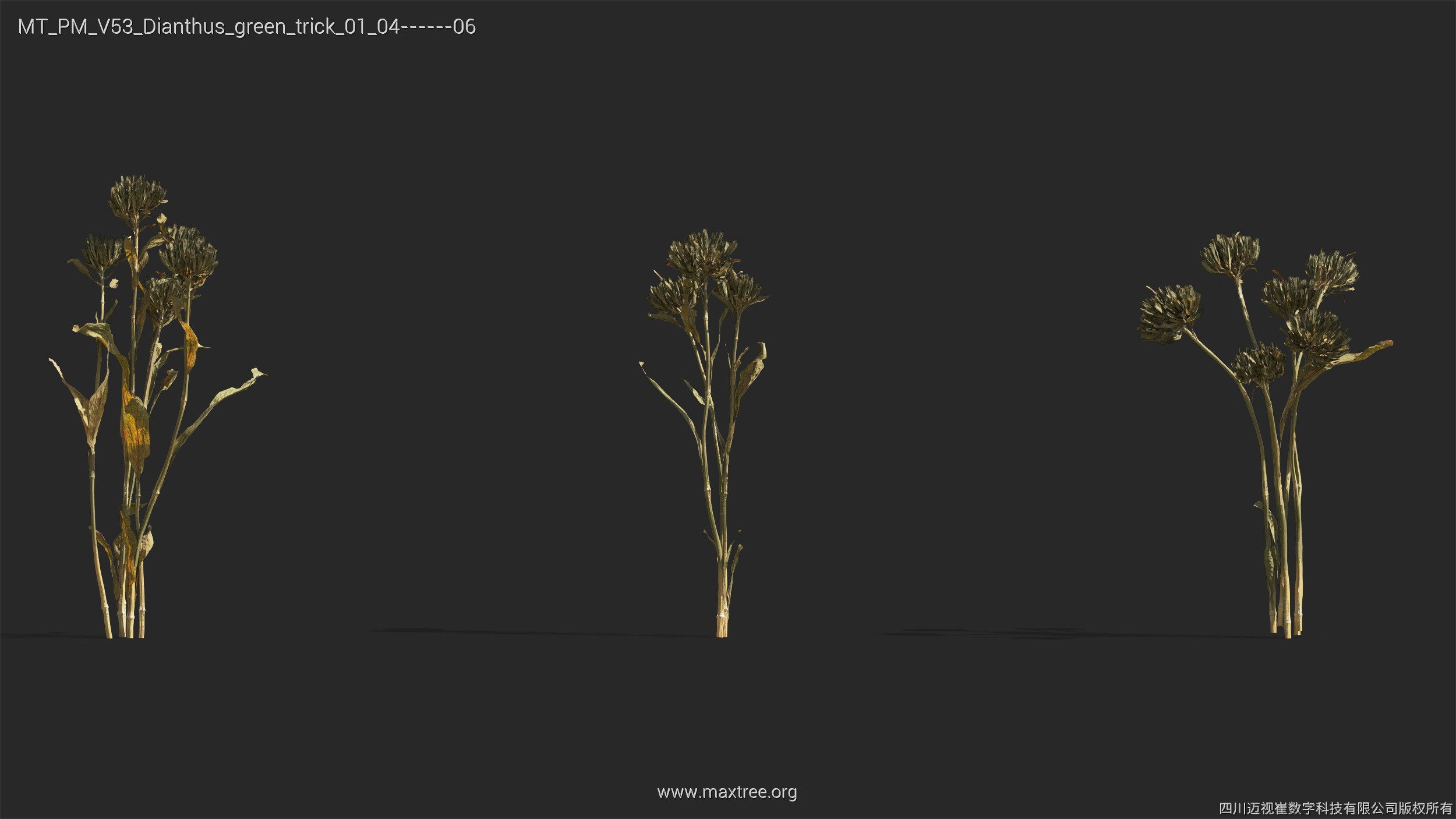 Maxtree Plant Models Vol 53 - Mesh 3D model_13
