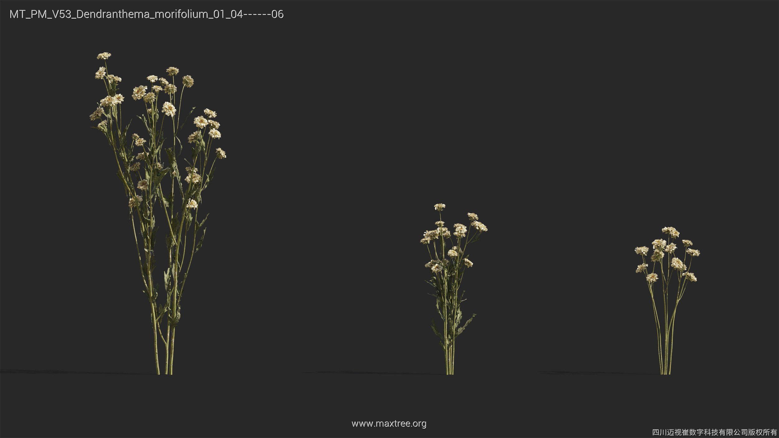 Maxtree Plant Models Vol 53 - Mesh 3D model_11